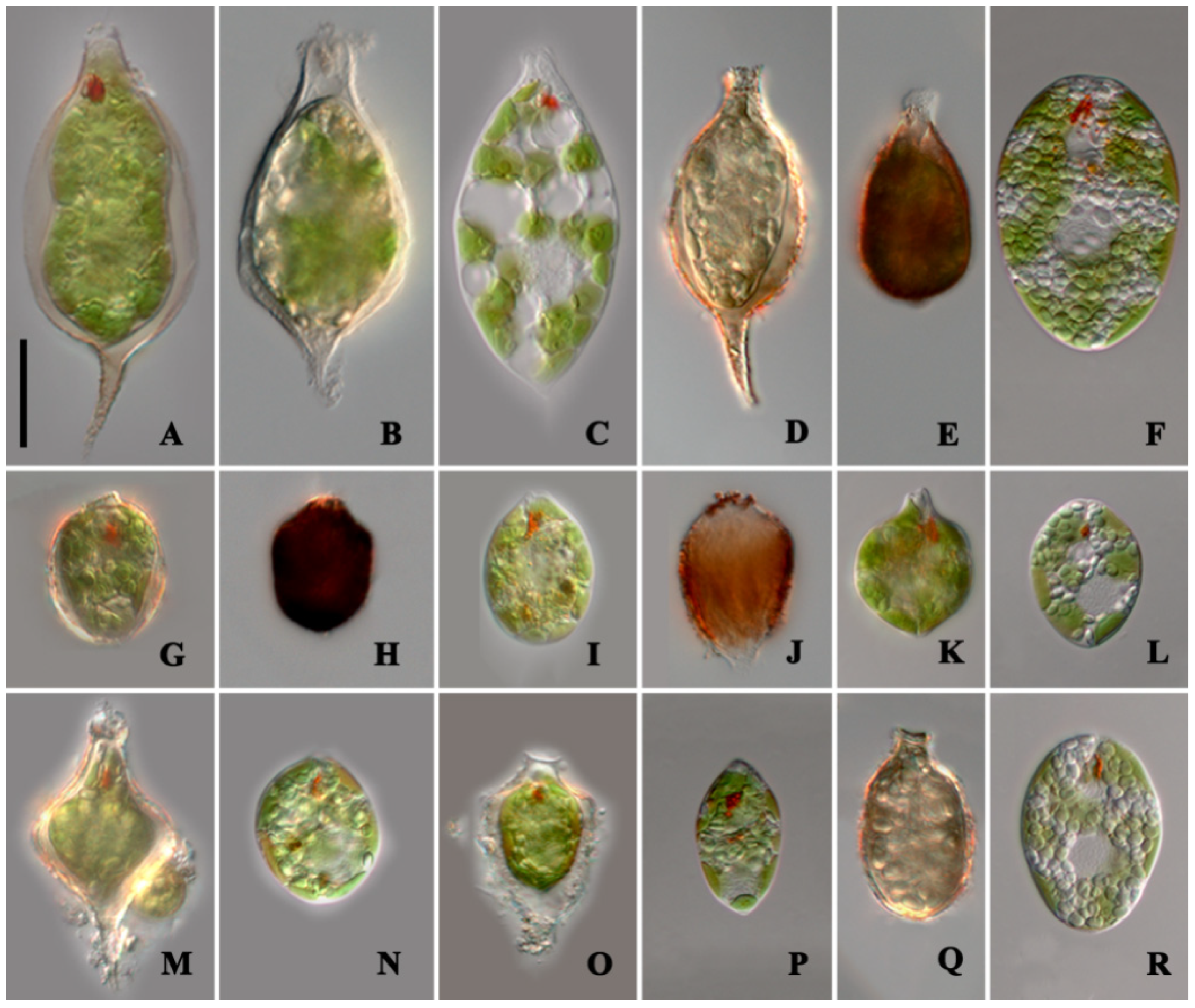 Diversity 14 00623 g004