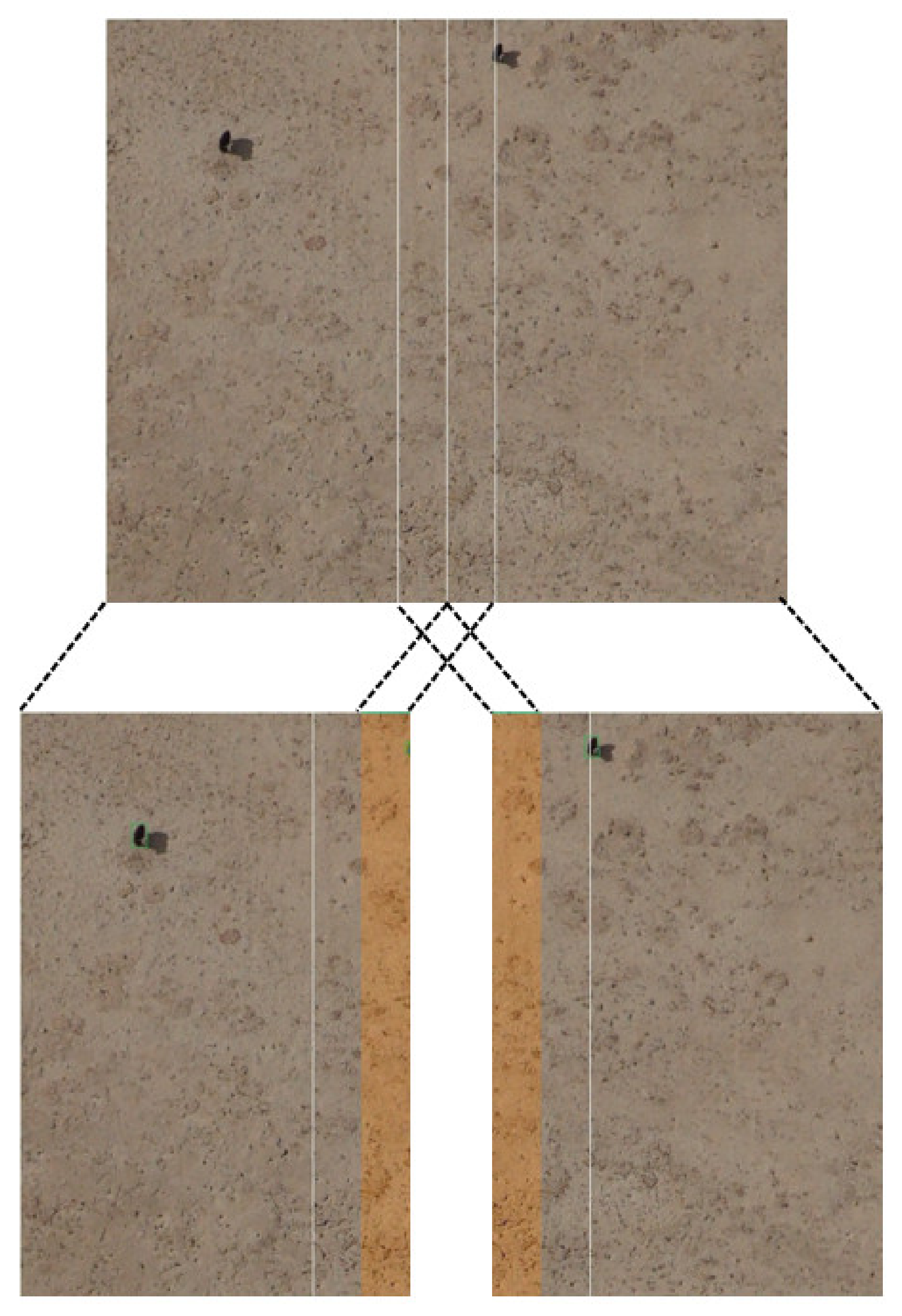 Diversity 14 00624 g011