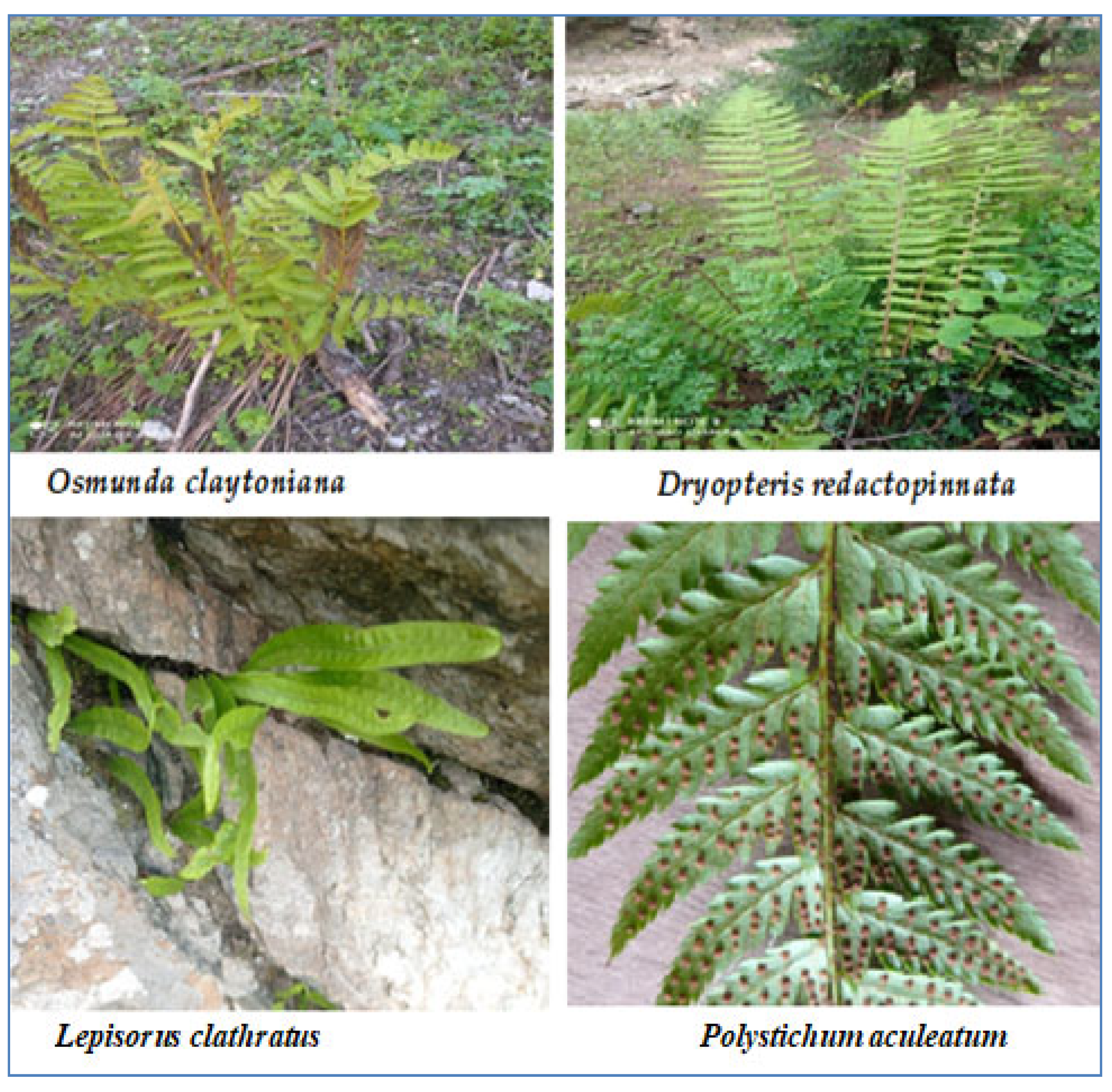 Diversity 14 00628 g003 550