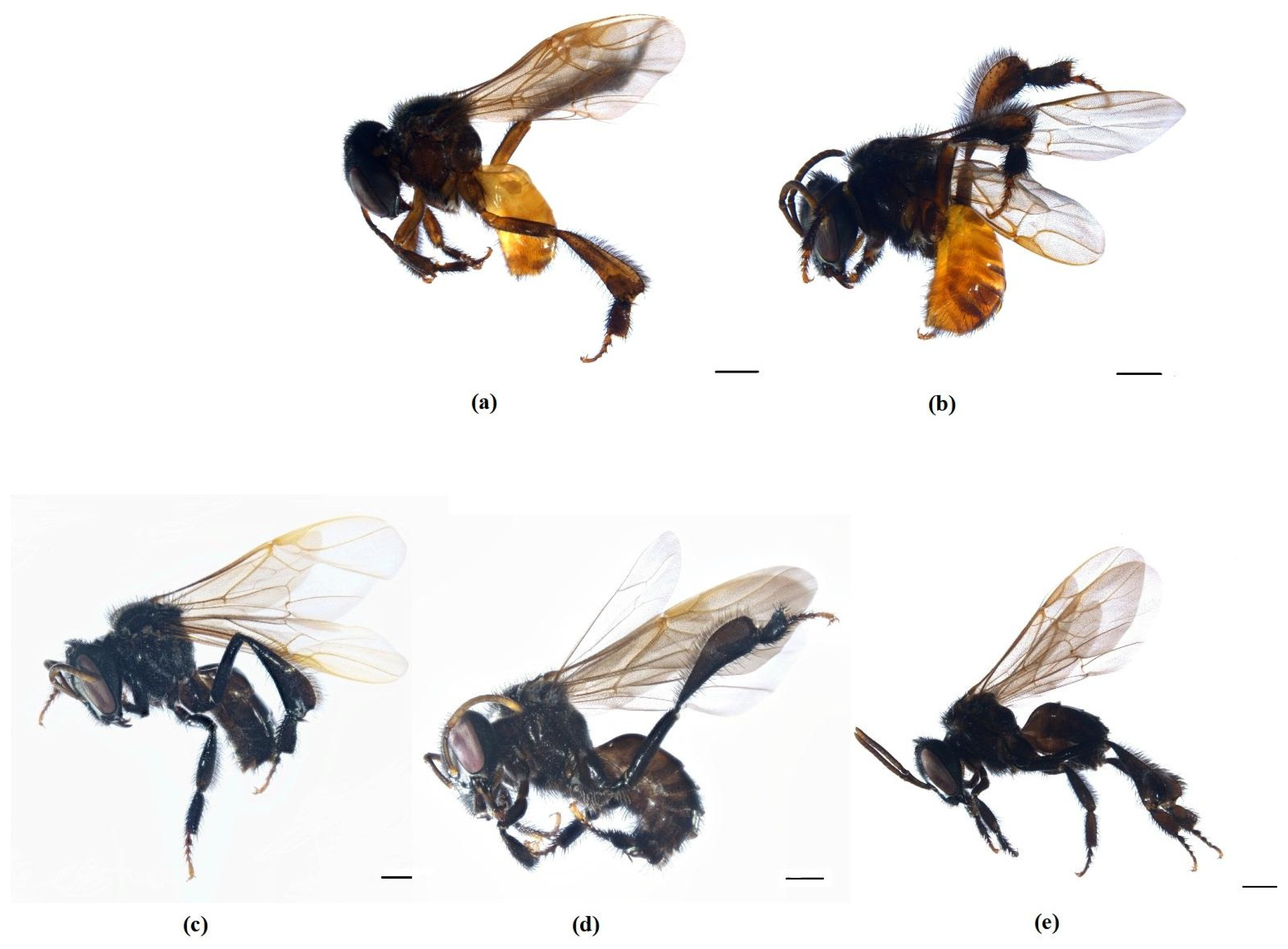 Diversity 14 00632 g003