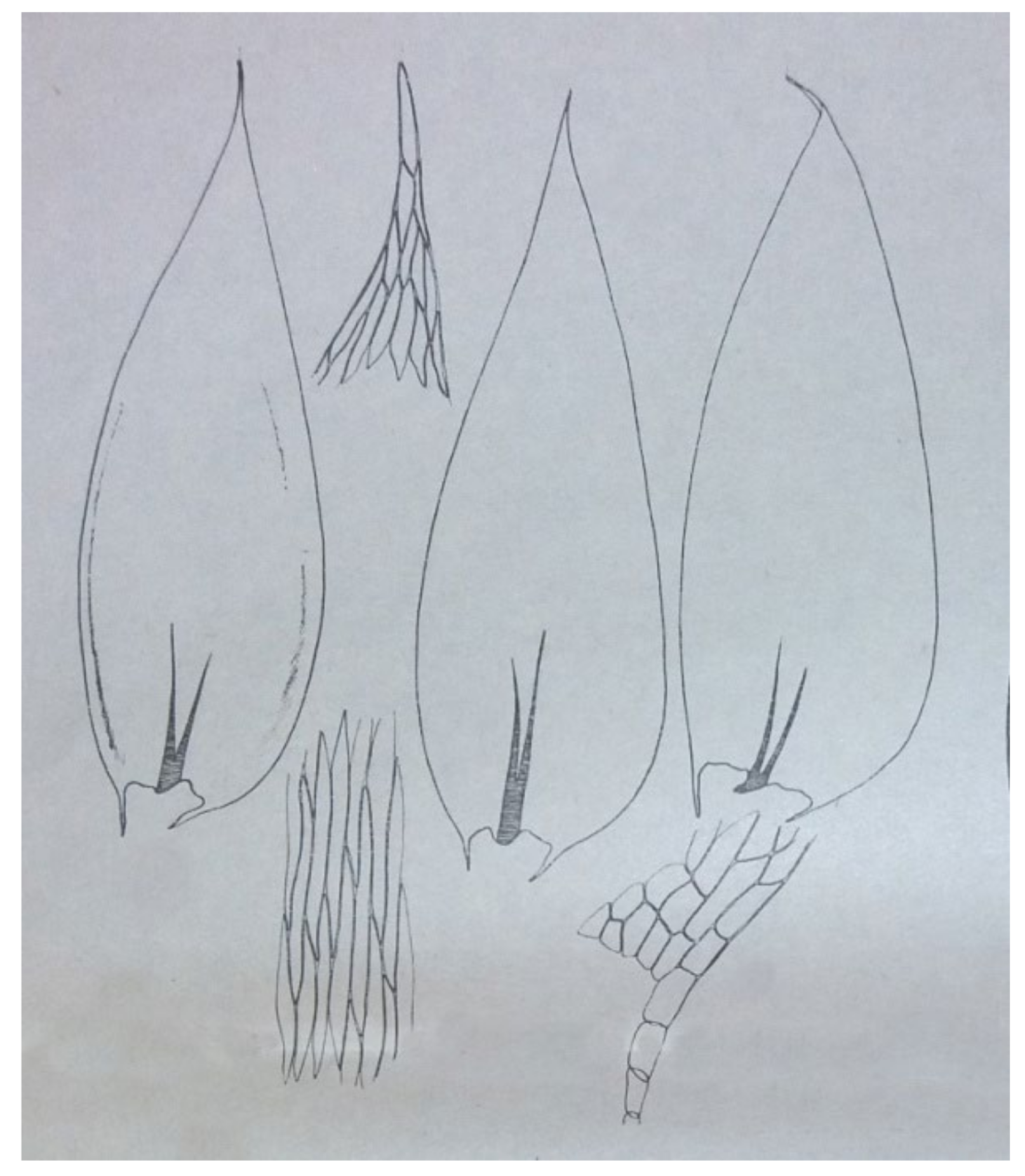 Diversity 14 00633 g002