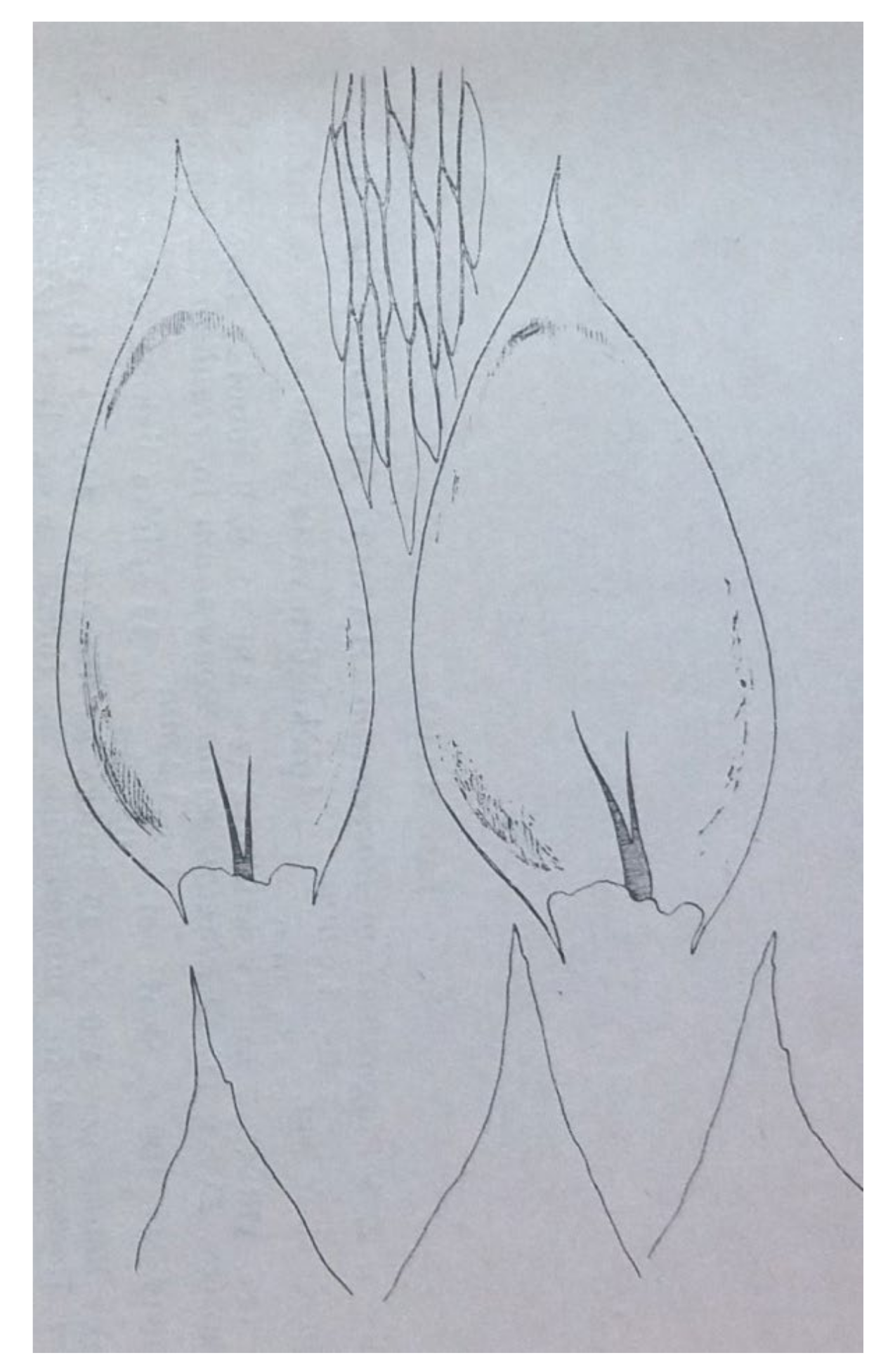 Diversity 14 00633 g010