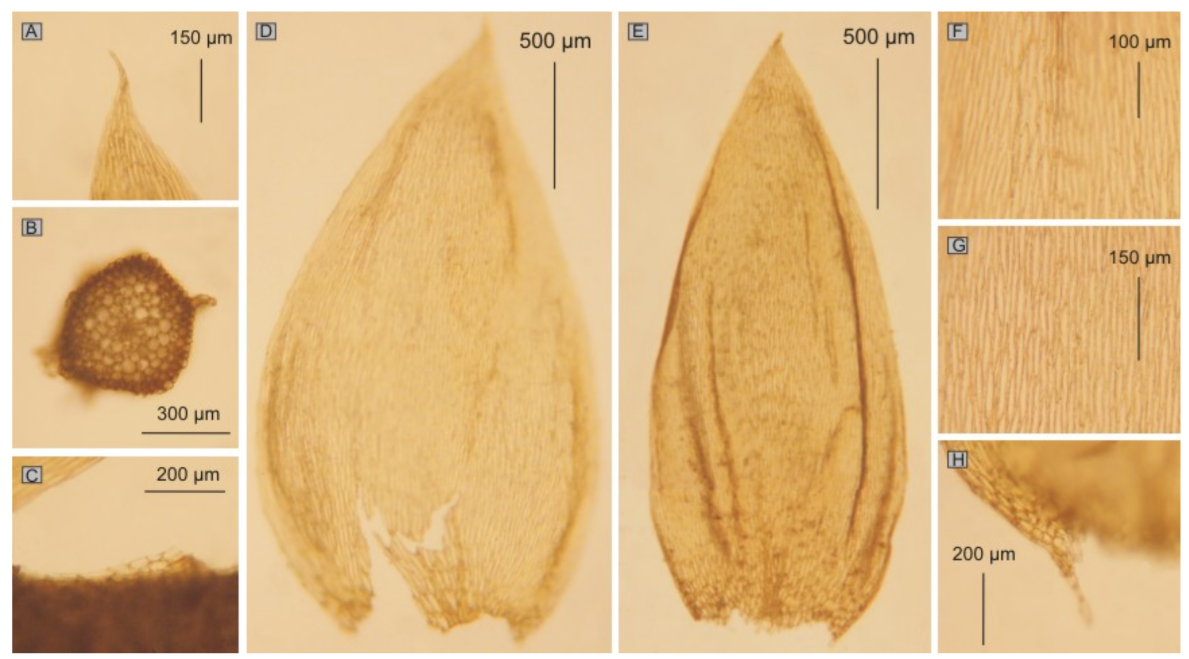 Diversity 14 00633 g012