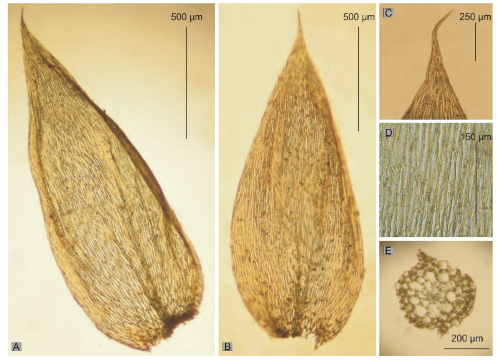 Diversity 14 00633 g013