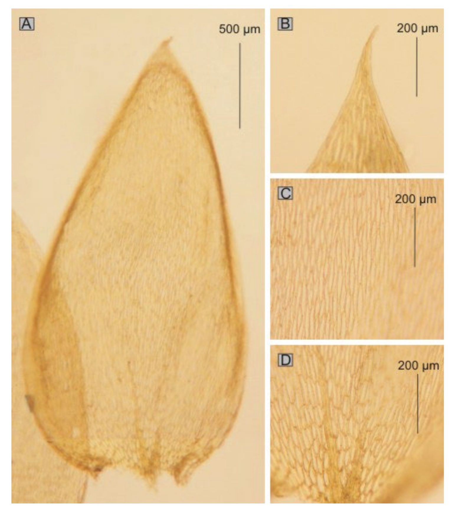 Diversity 14 00633 g014