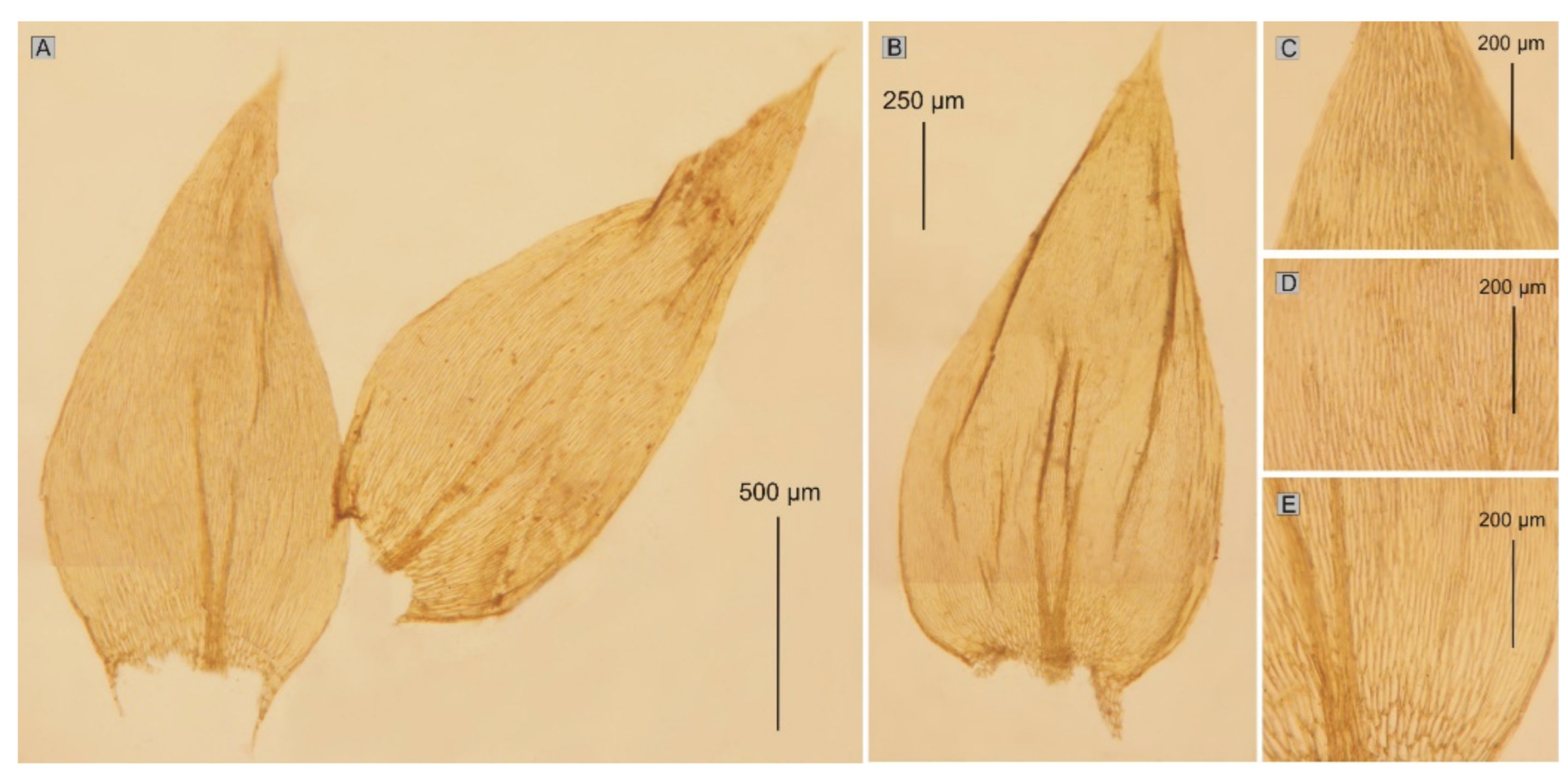 Diversity 14 00633 g016
