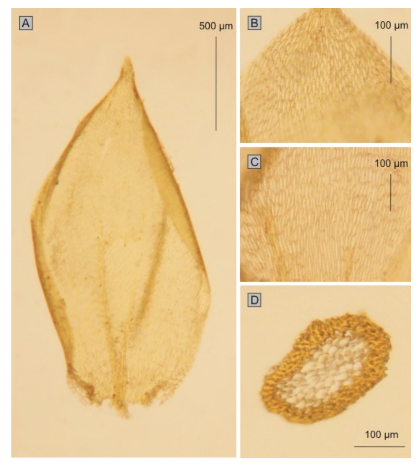 Diversity 14 00633 g018