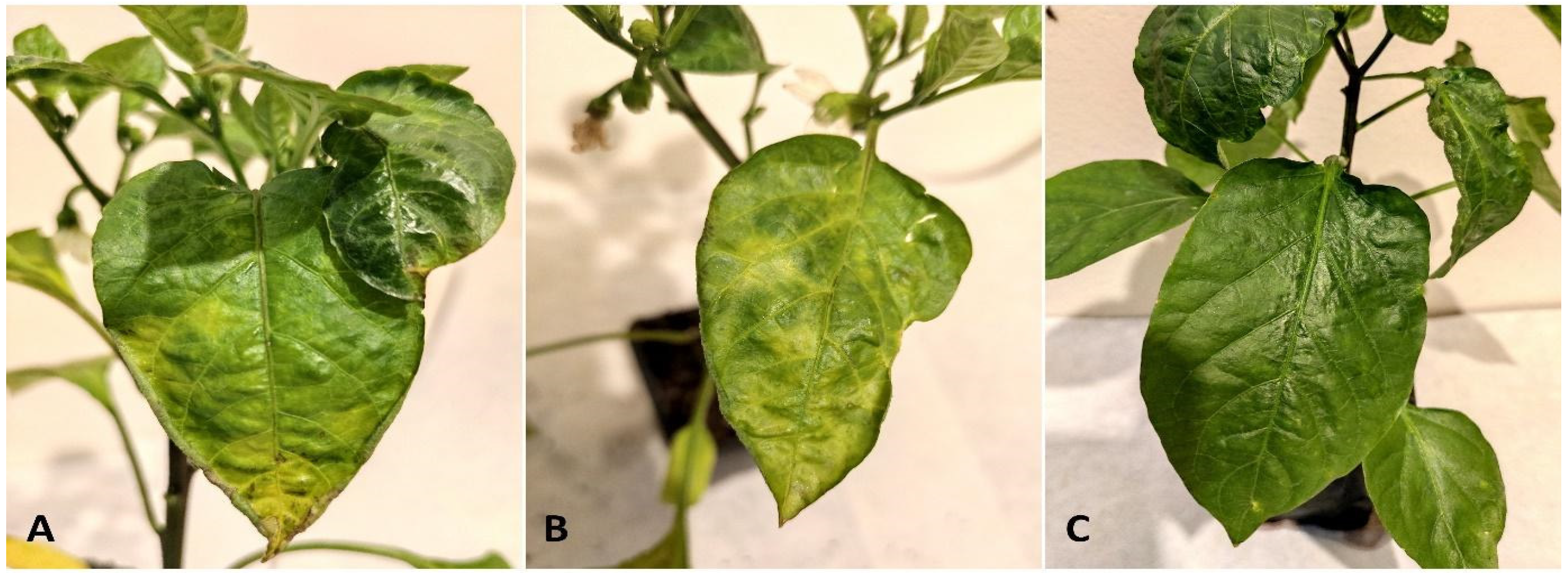 Diversity 14 00635 g001