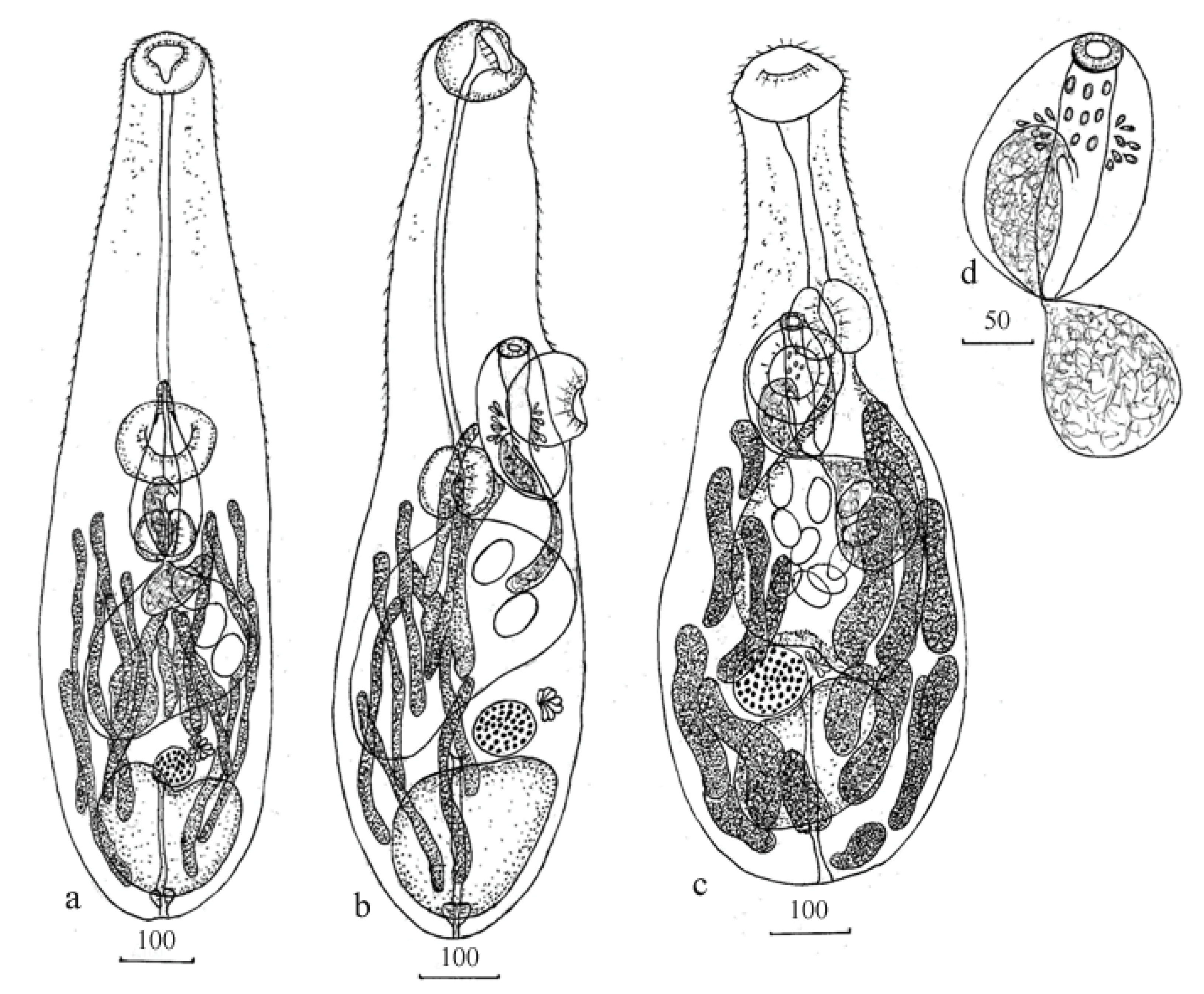 Diversity 14 00639 g001