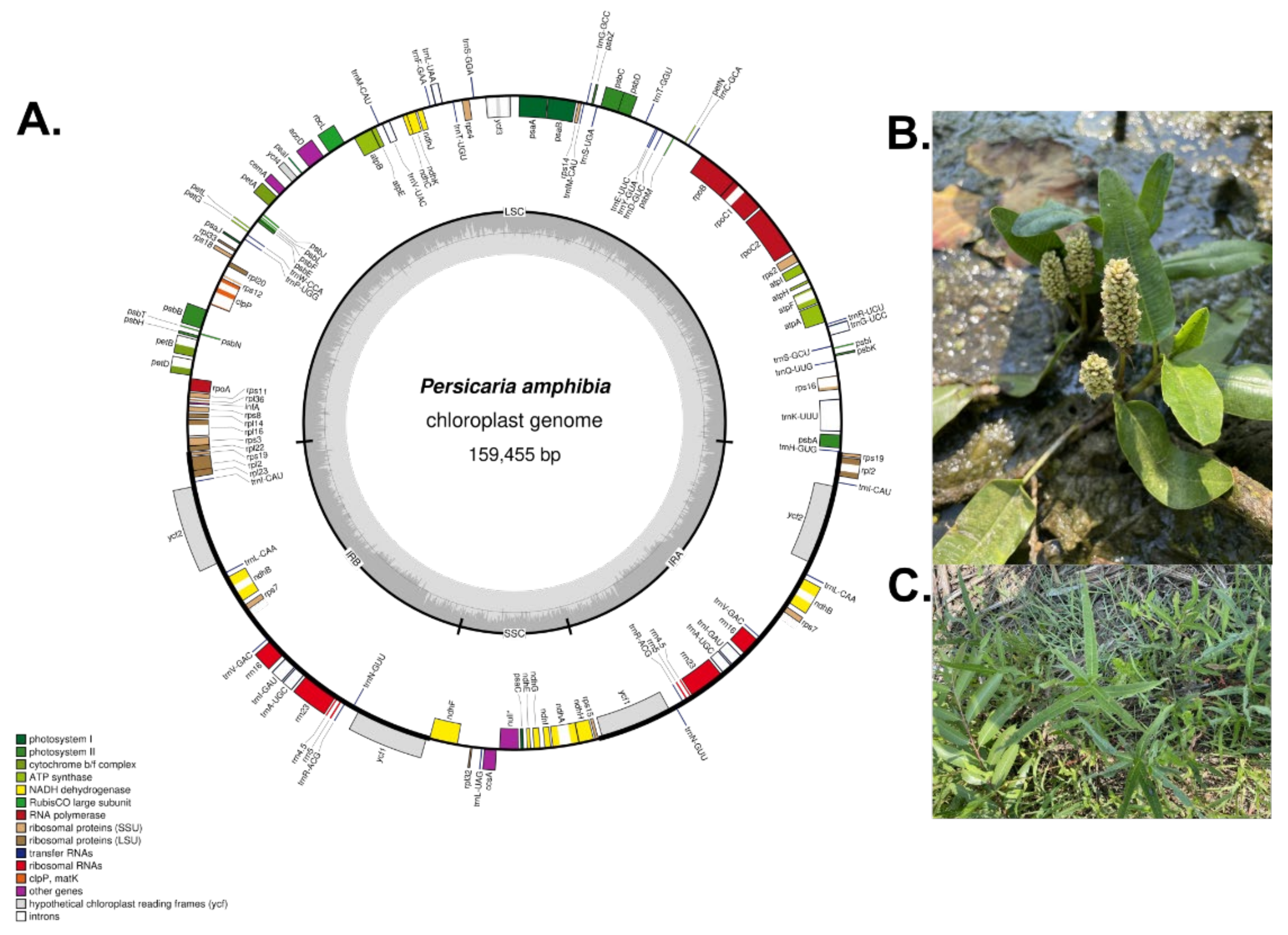 Diversity 14 00641 g001 Diversity 14 00641 g001