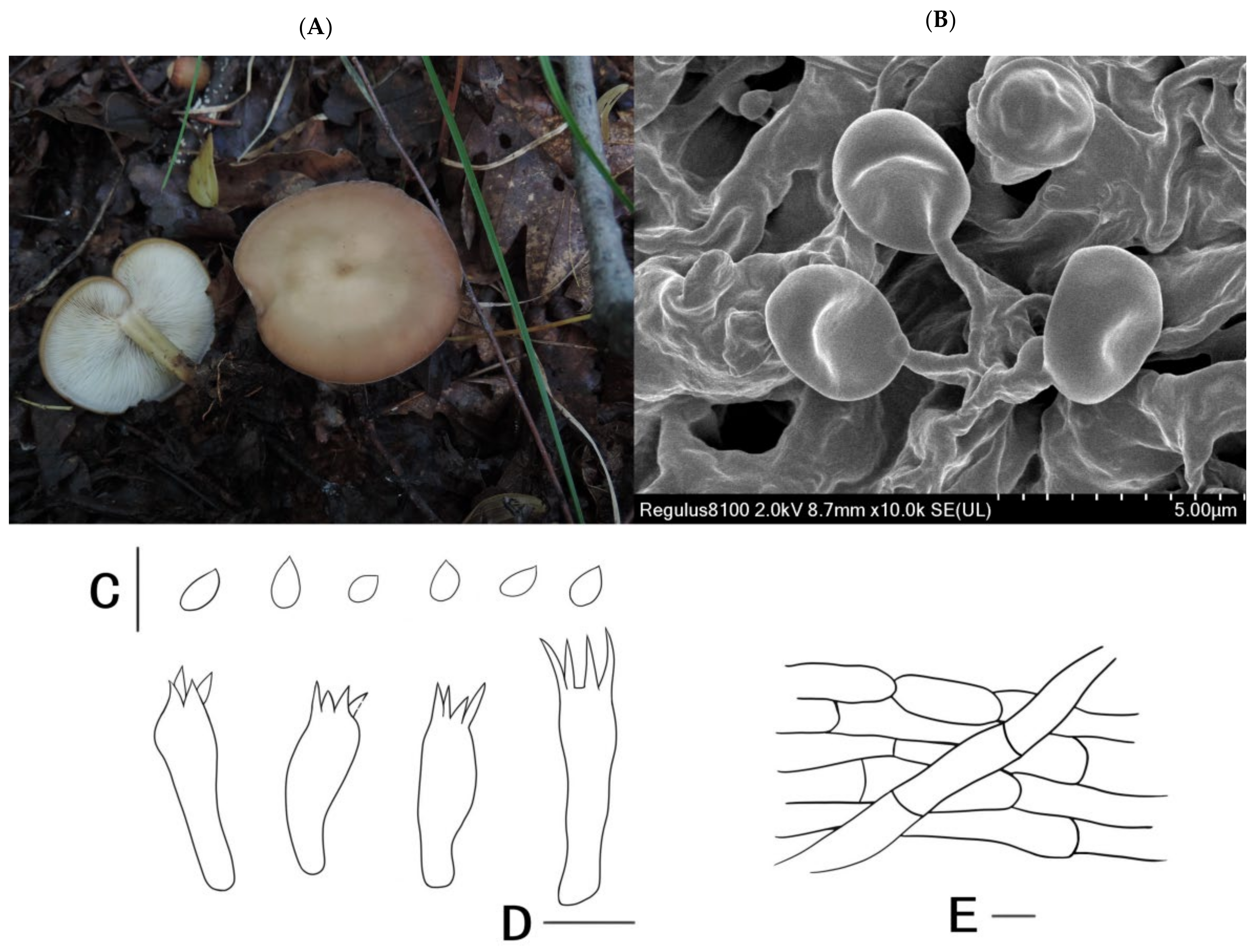 Diversity 14 00643 g003 Diversity 14 00643 g003