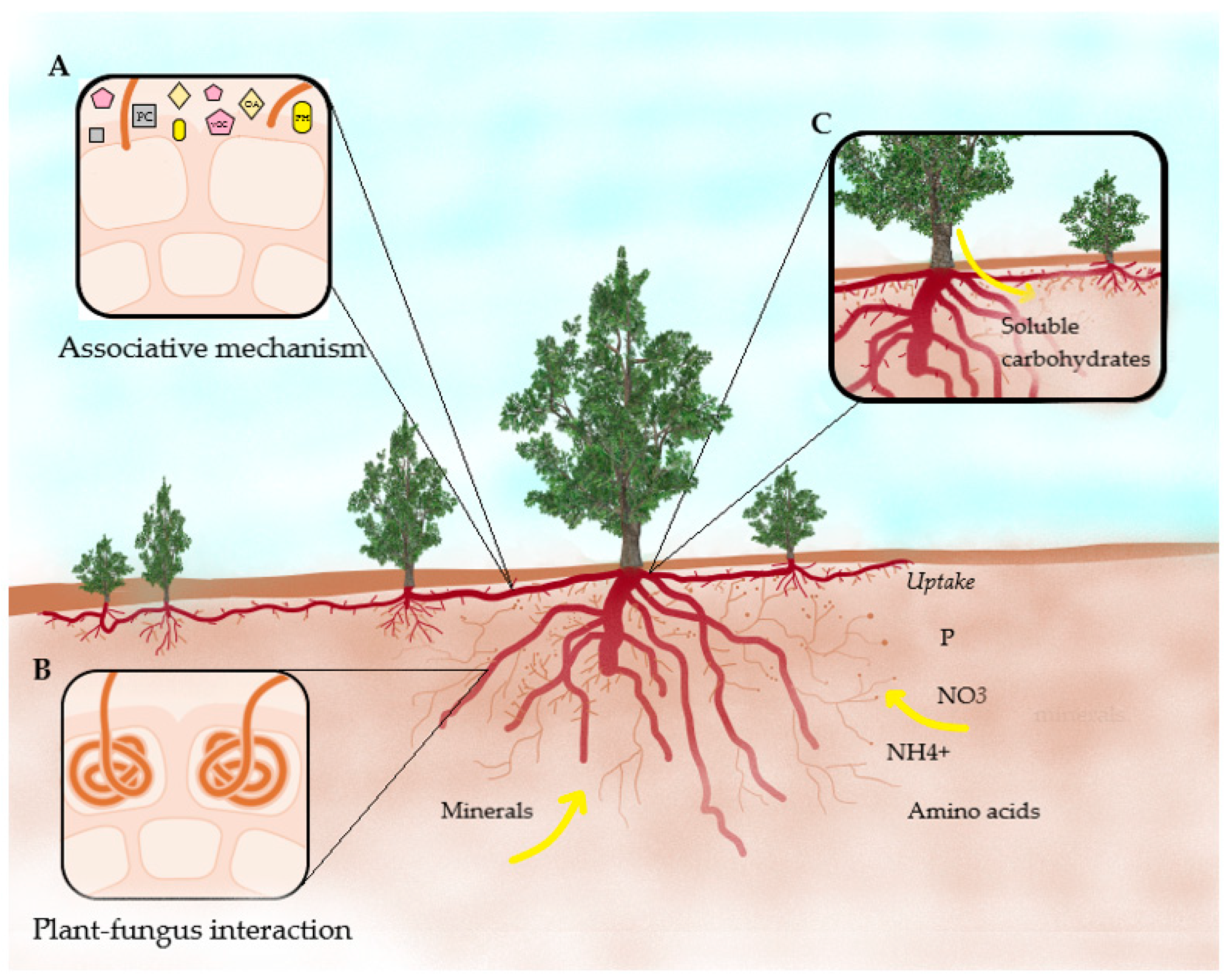 Diversity 14 00648 g003