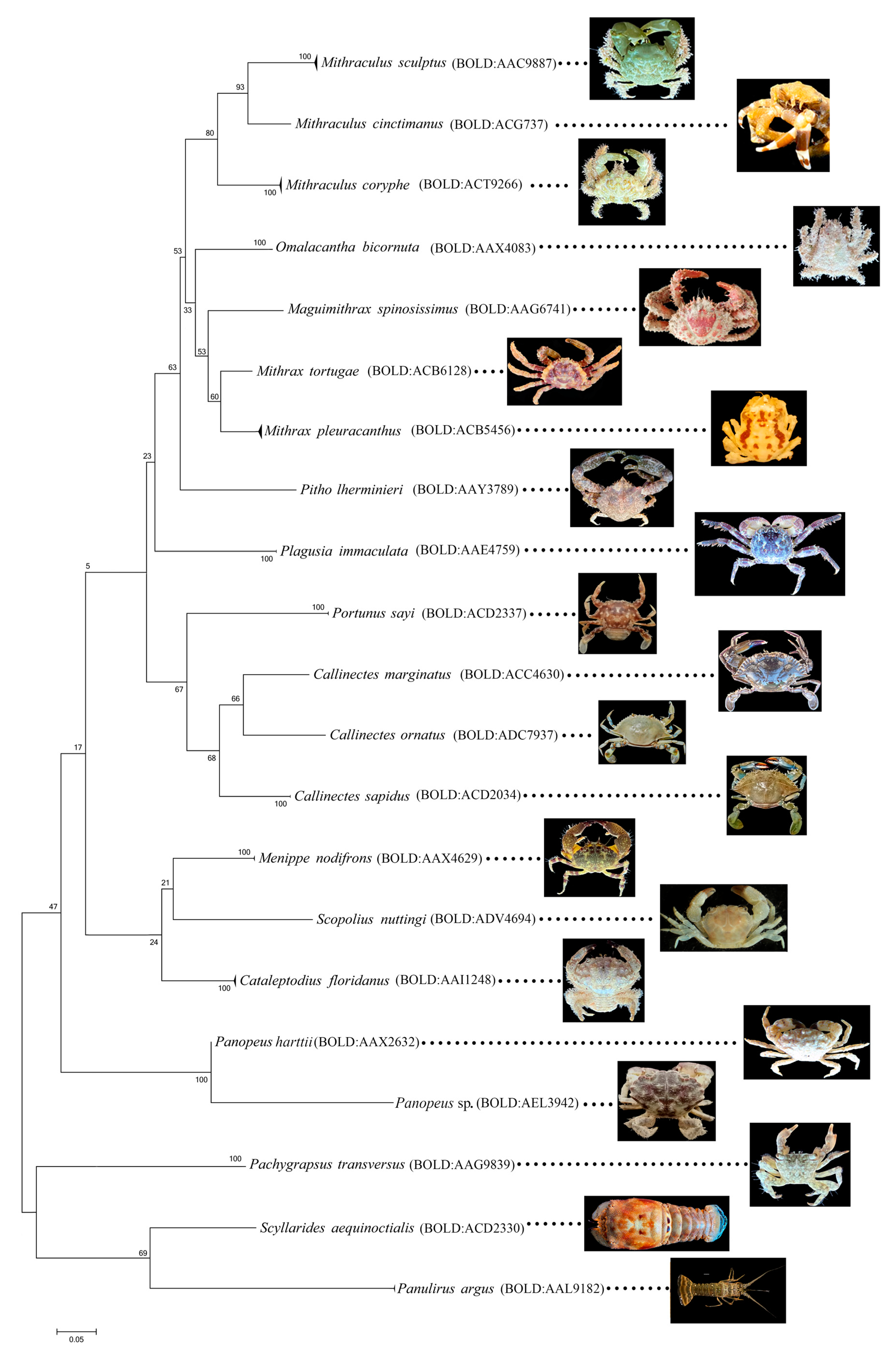 Diversity 14 00649 g002 Diversity 14 00649 g002