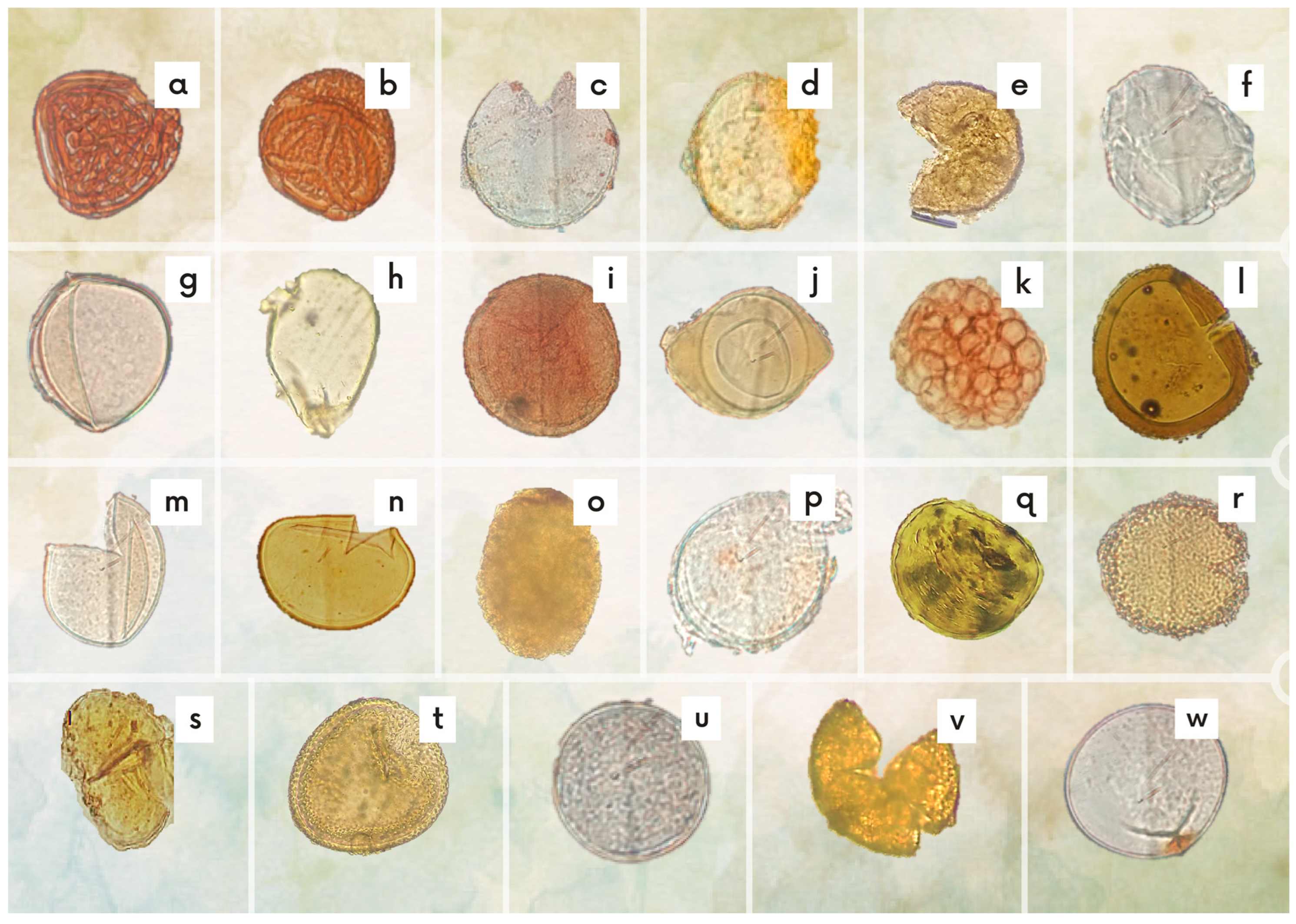 Diversity 14 00651 g004 Diversity 14 00651 g004