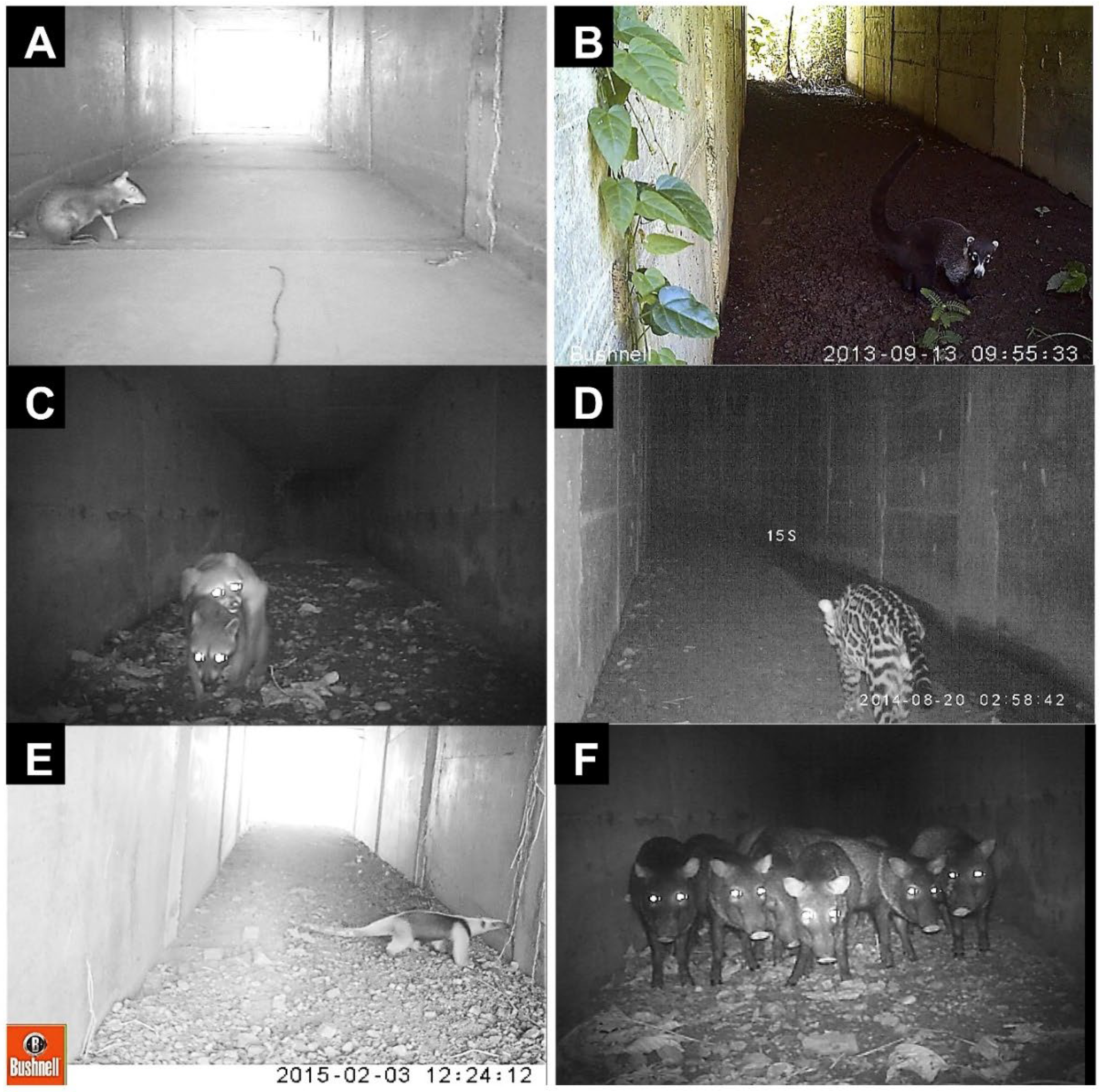 Diversity 14 00665 g006