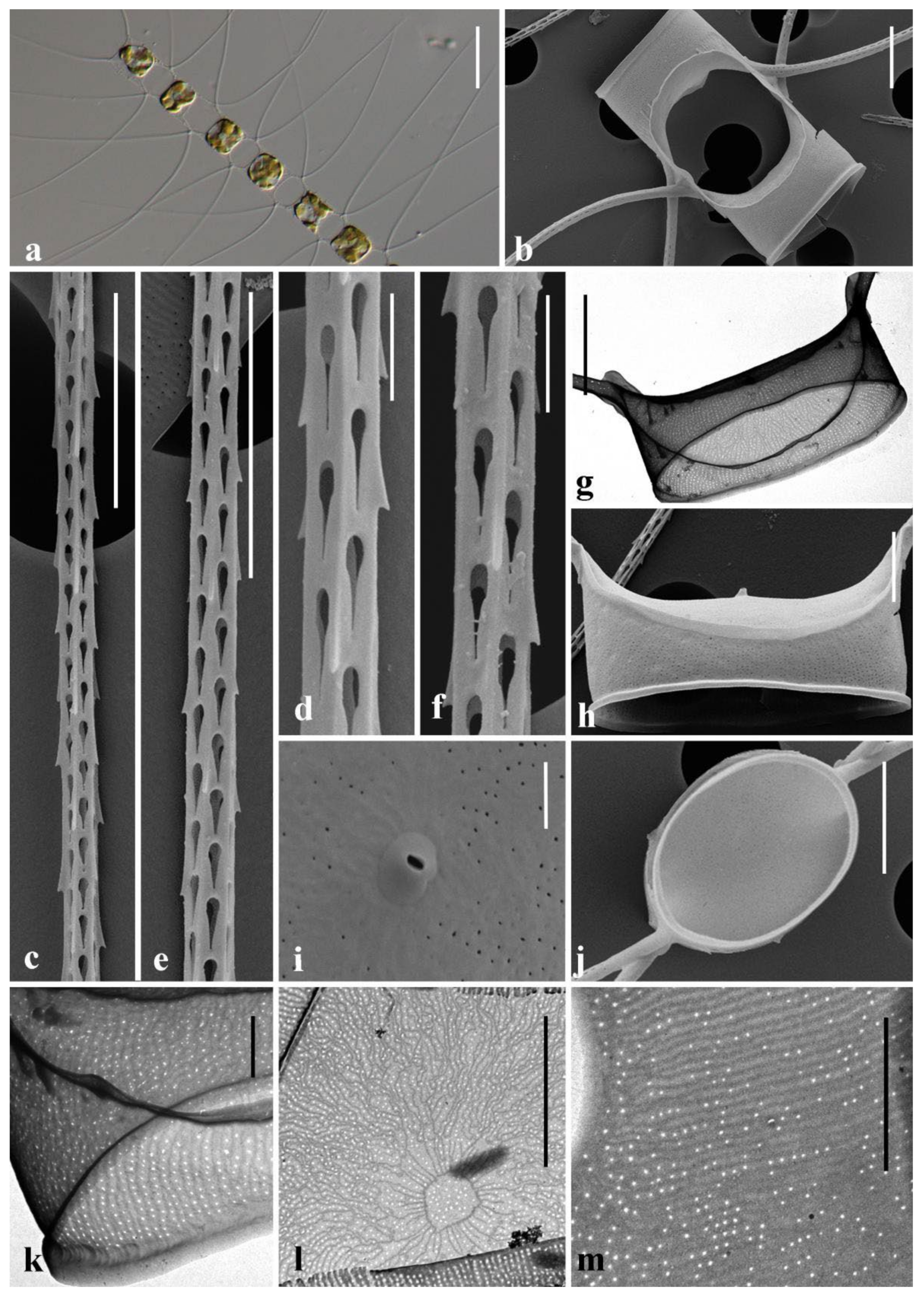 Diversity 14 00676 g001