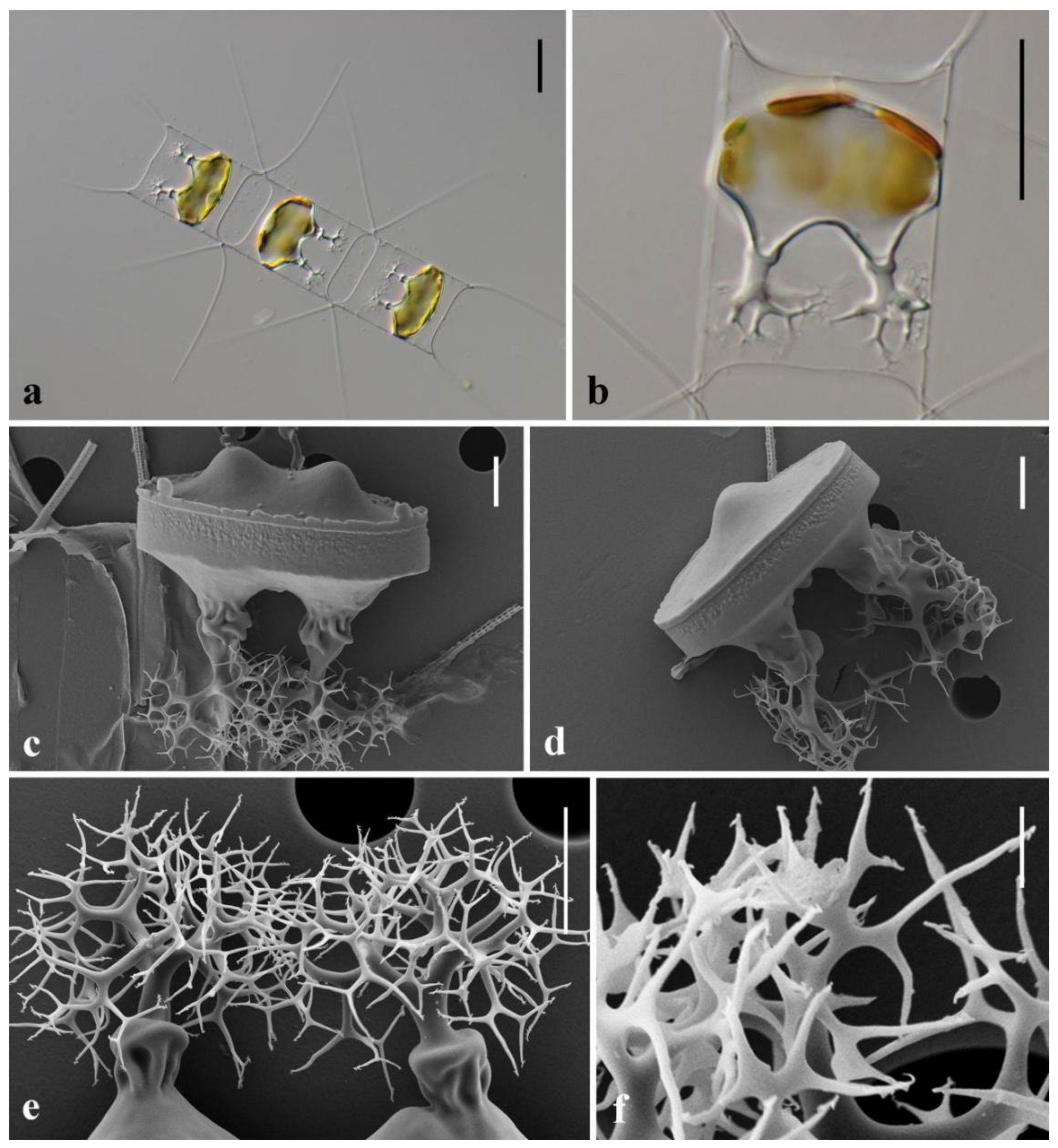 Diversity 14 00676 g005