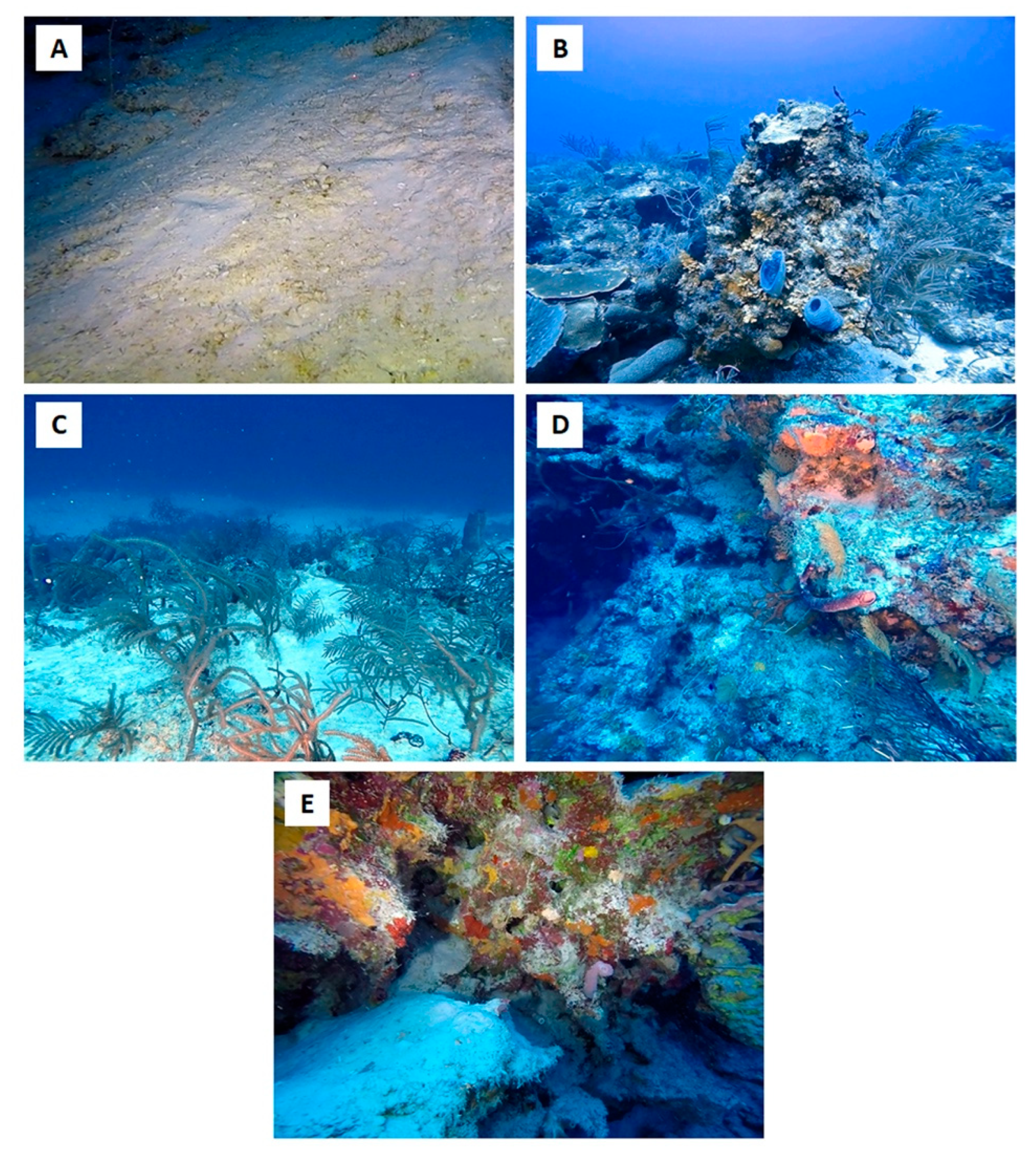 Diversity 14 00679 g007 550