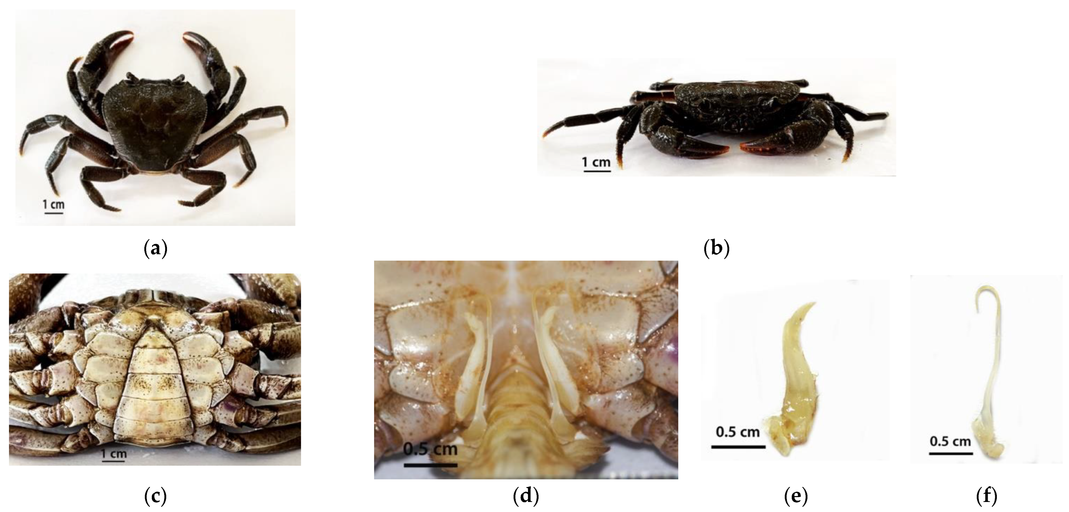 Diversity 14 00682 g002