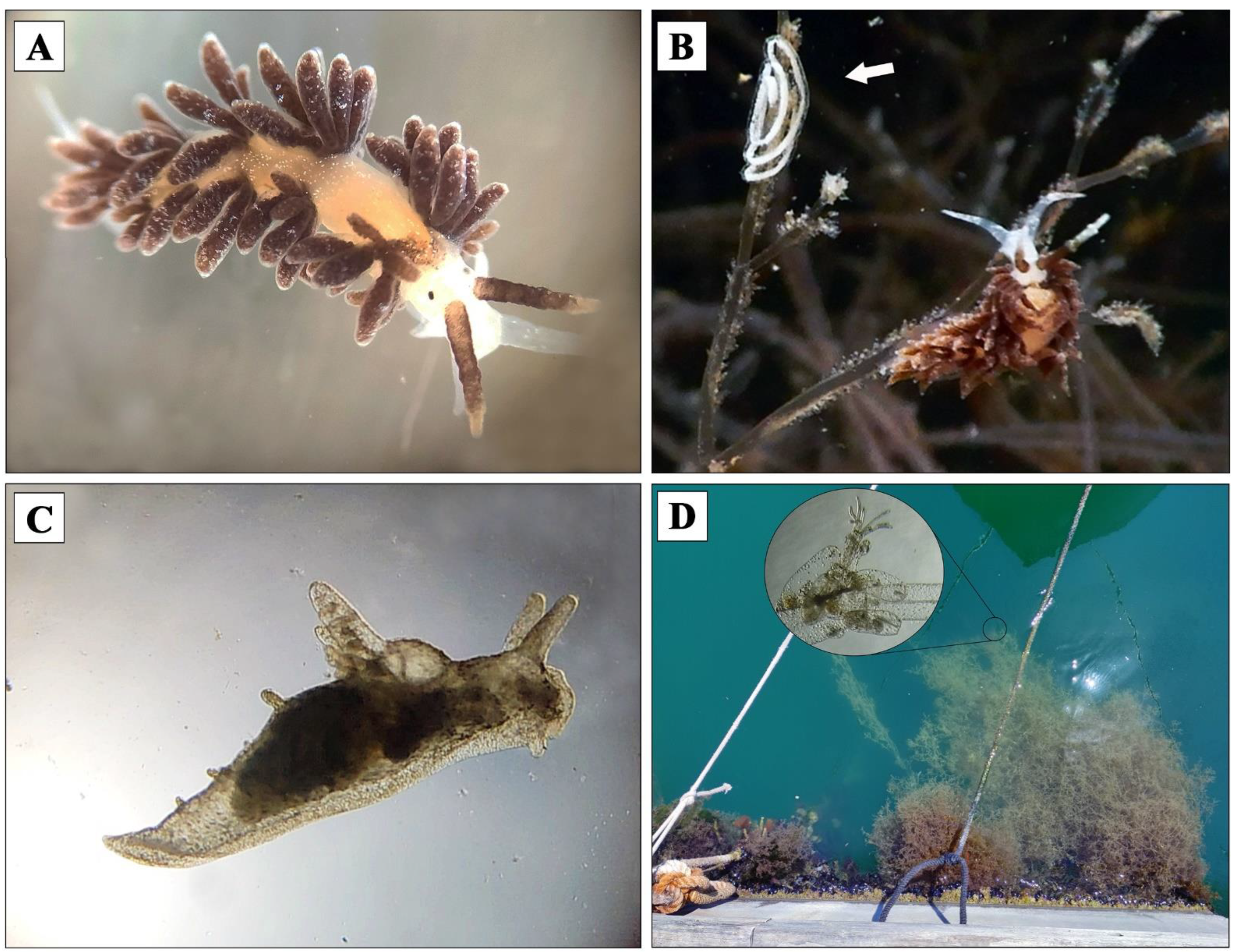 Diversity 14 00687 g002 Diversity 14 00687 g002