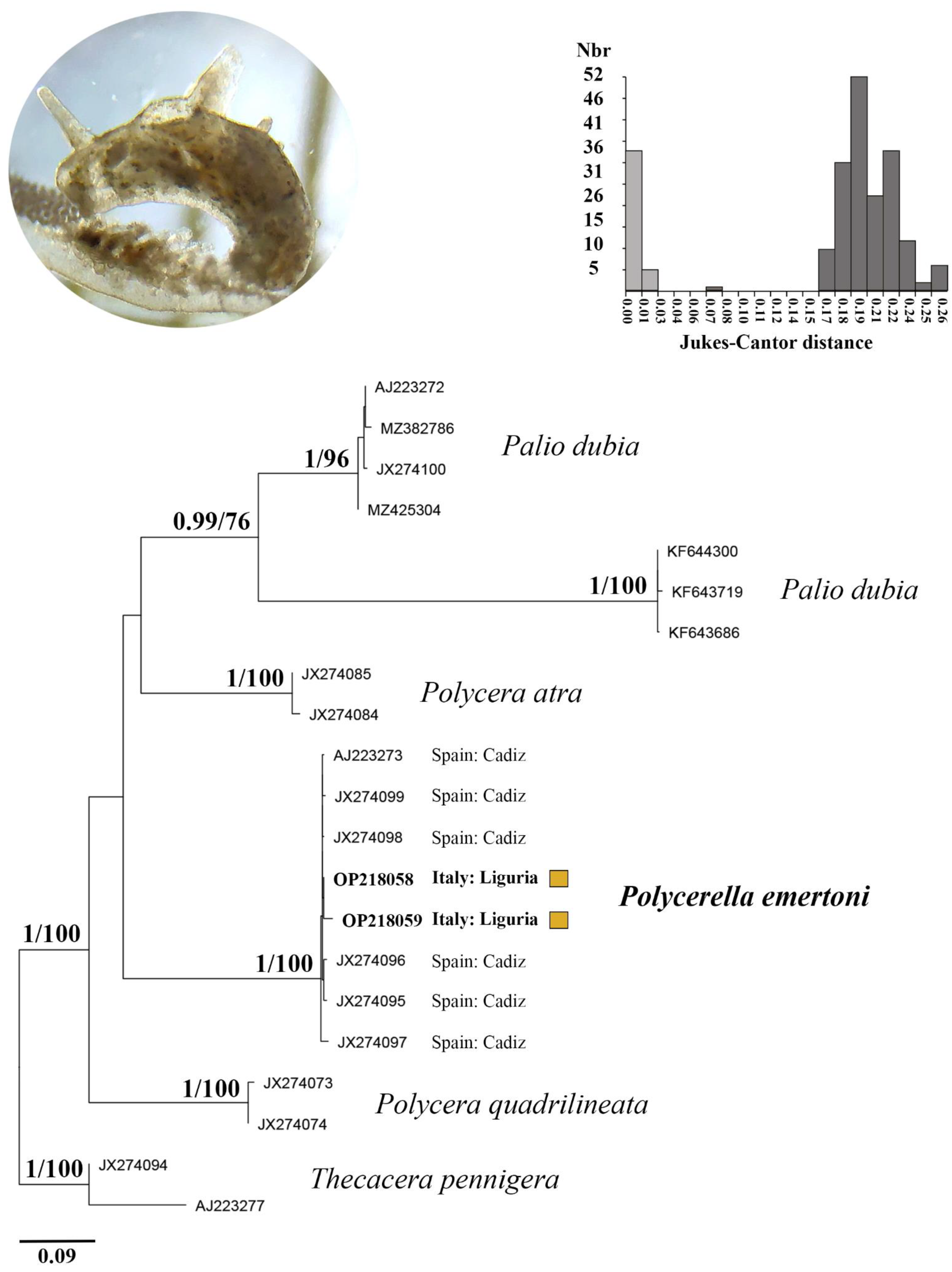 Diversity 14 00687 g004 Diversity 14 00687 g004