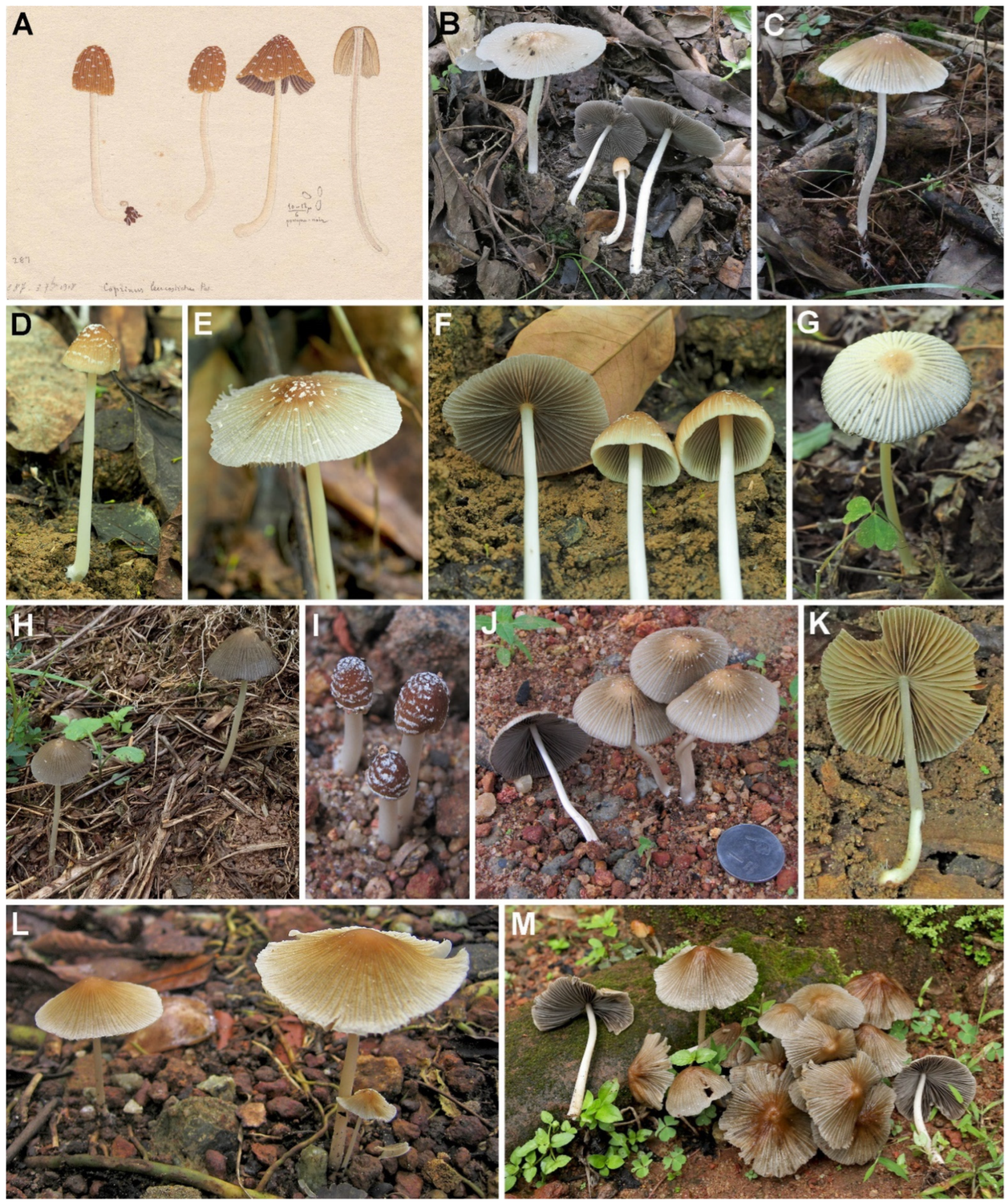 Diversity 14 00699 g002