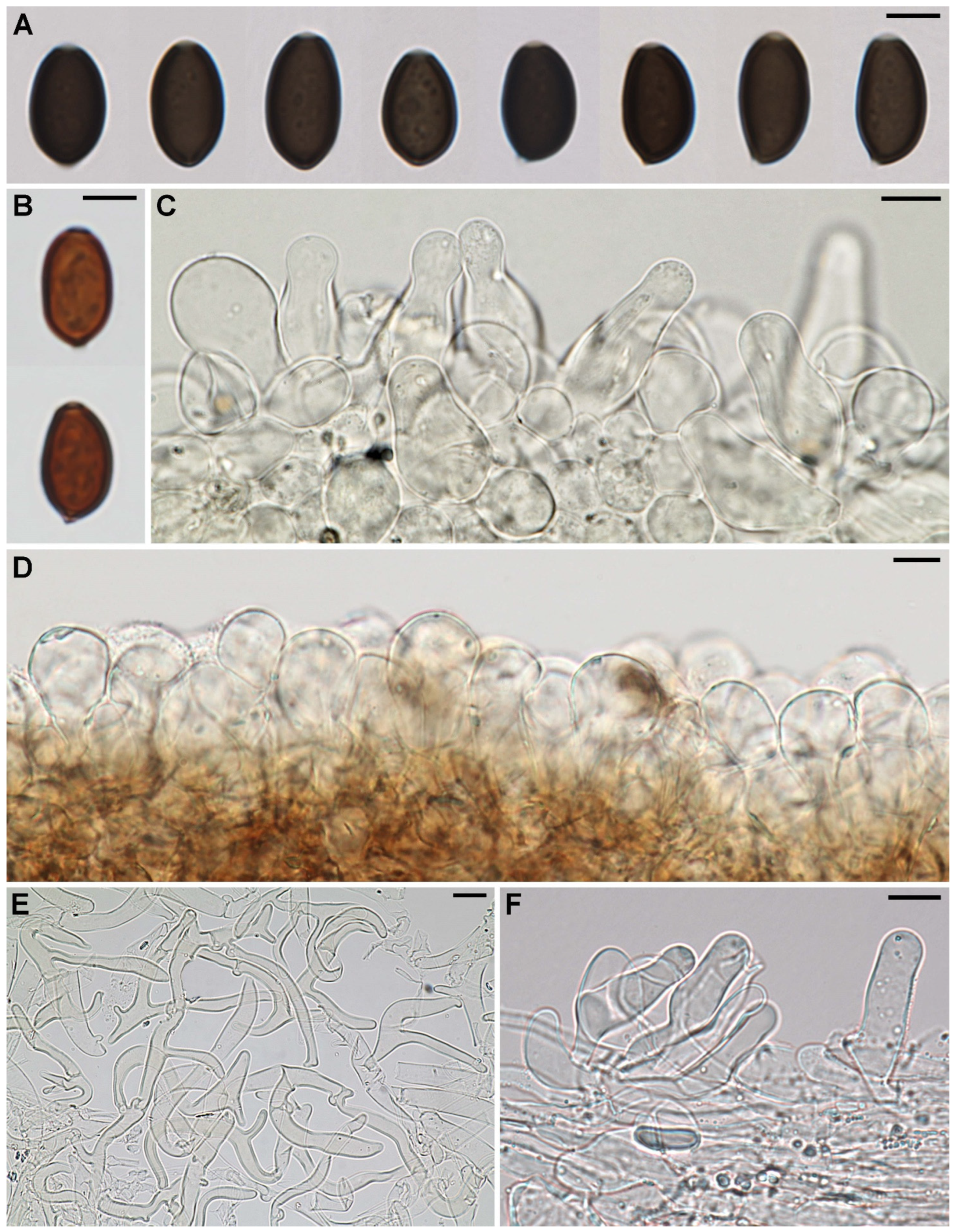 Diversity 14 00699 g003