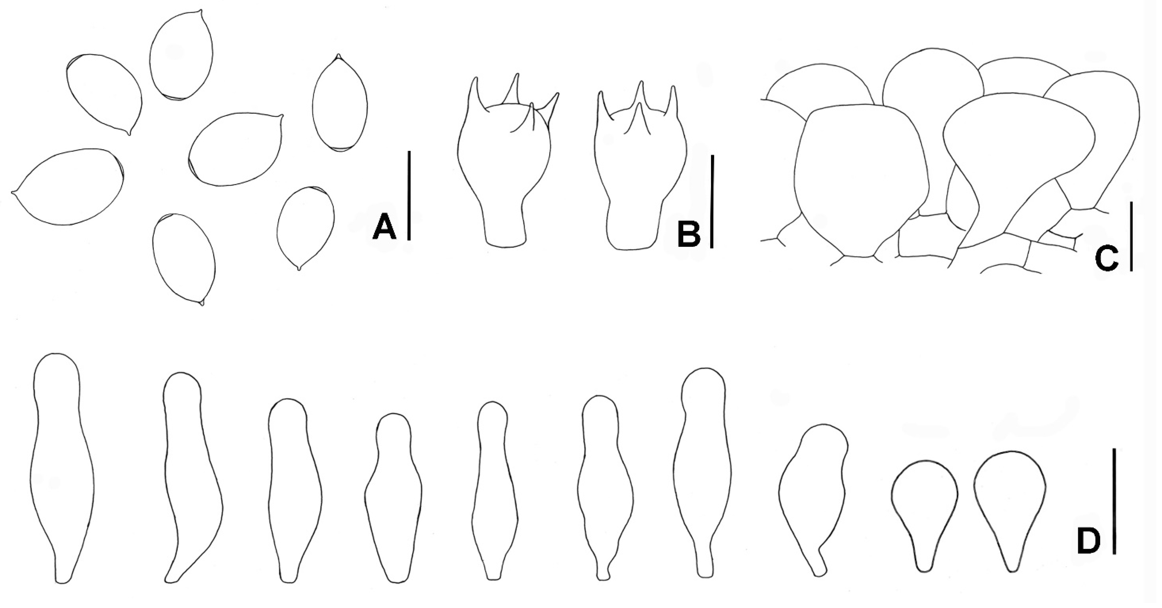 Diversity 14 00699 g004