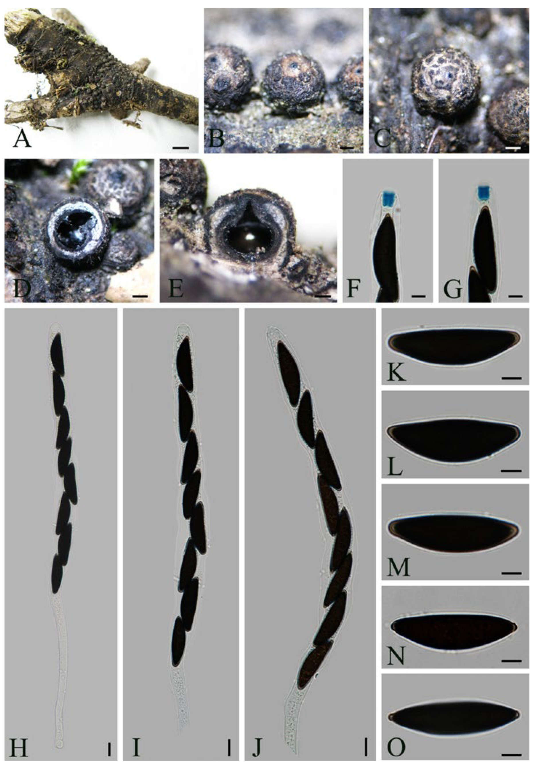 Diversity 14 00703 g002