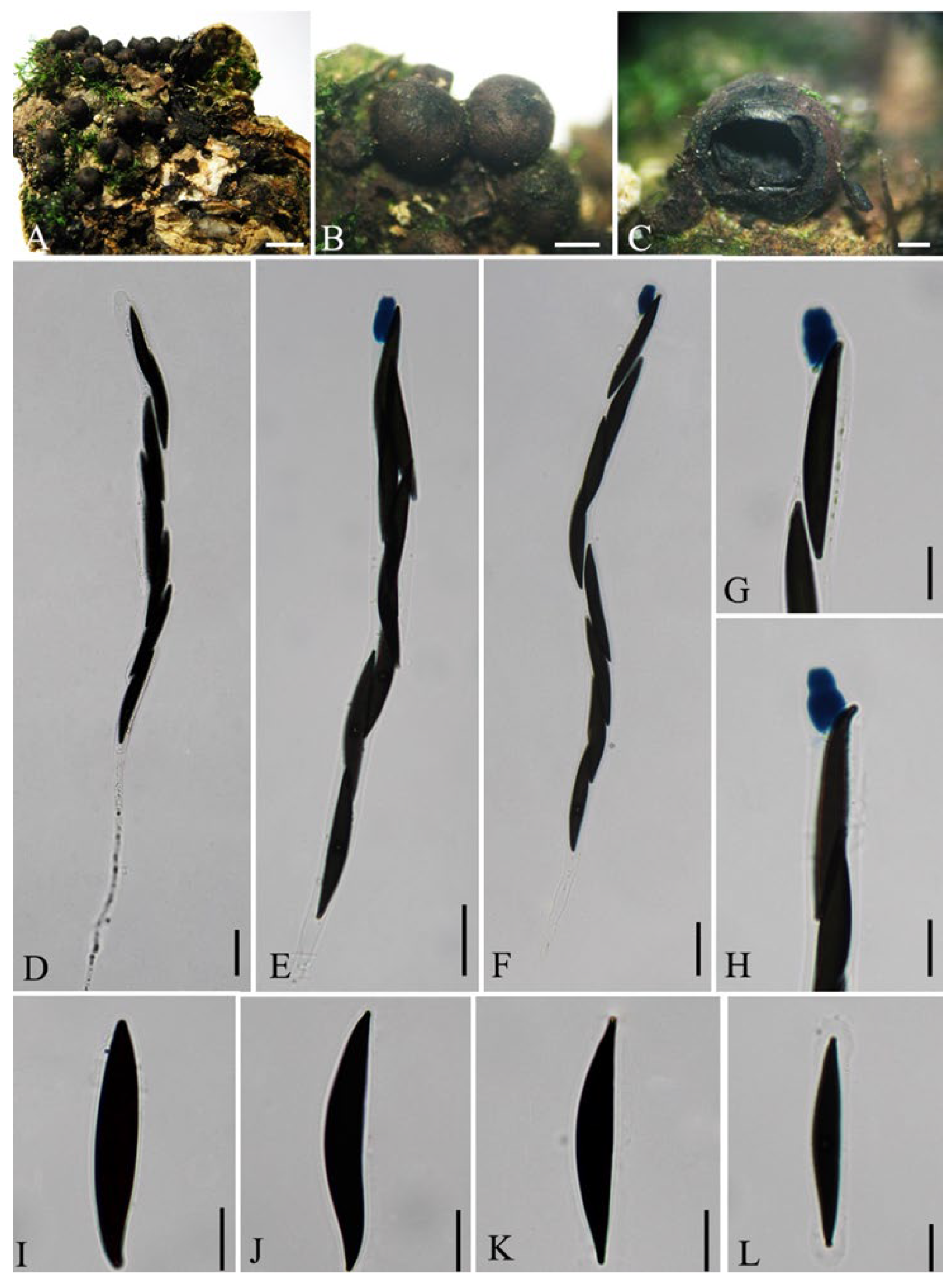 Diversity 14 00703 g003