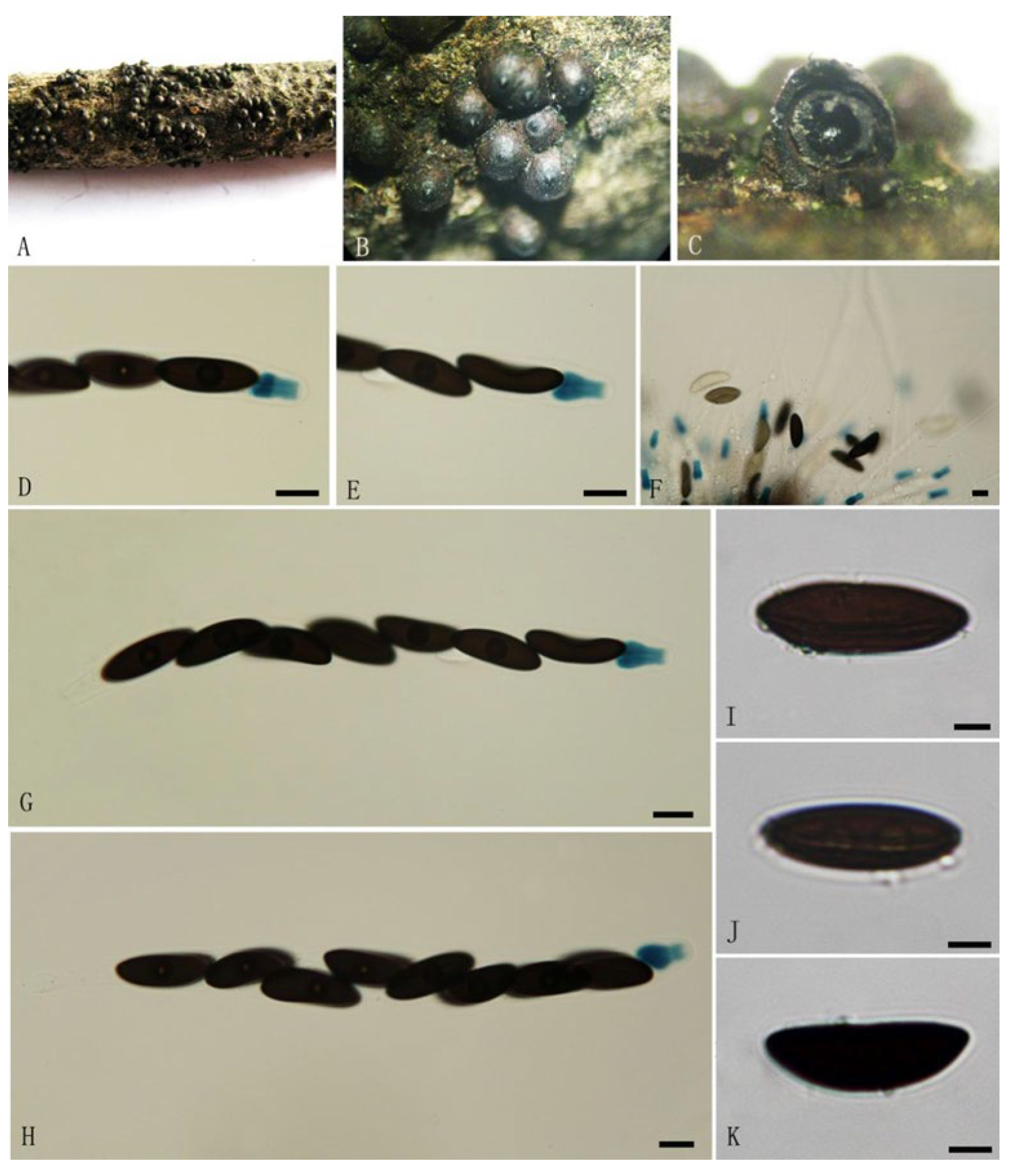 Diversity 14 00703 g005