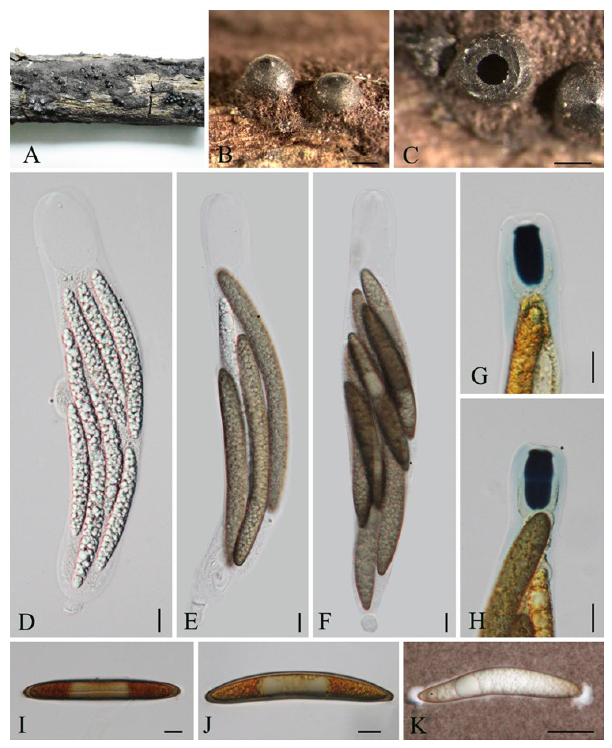 Diversity 14 00703 g006