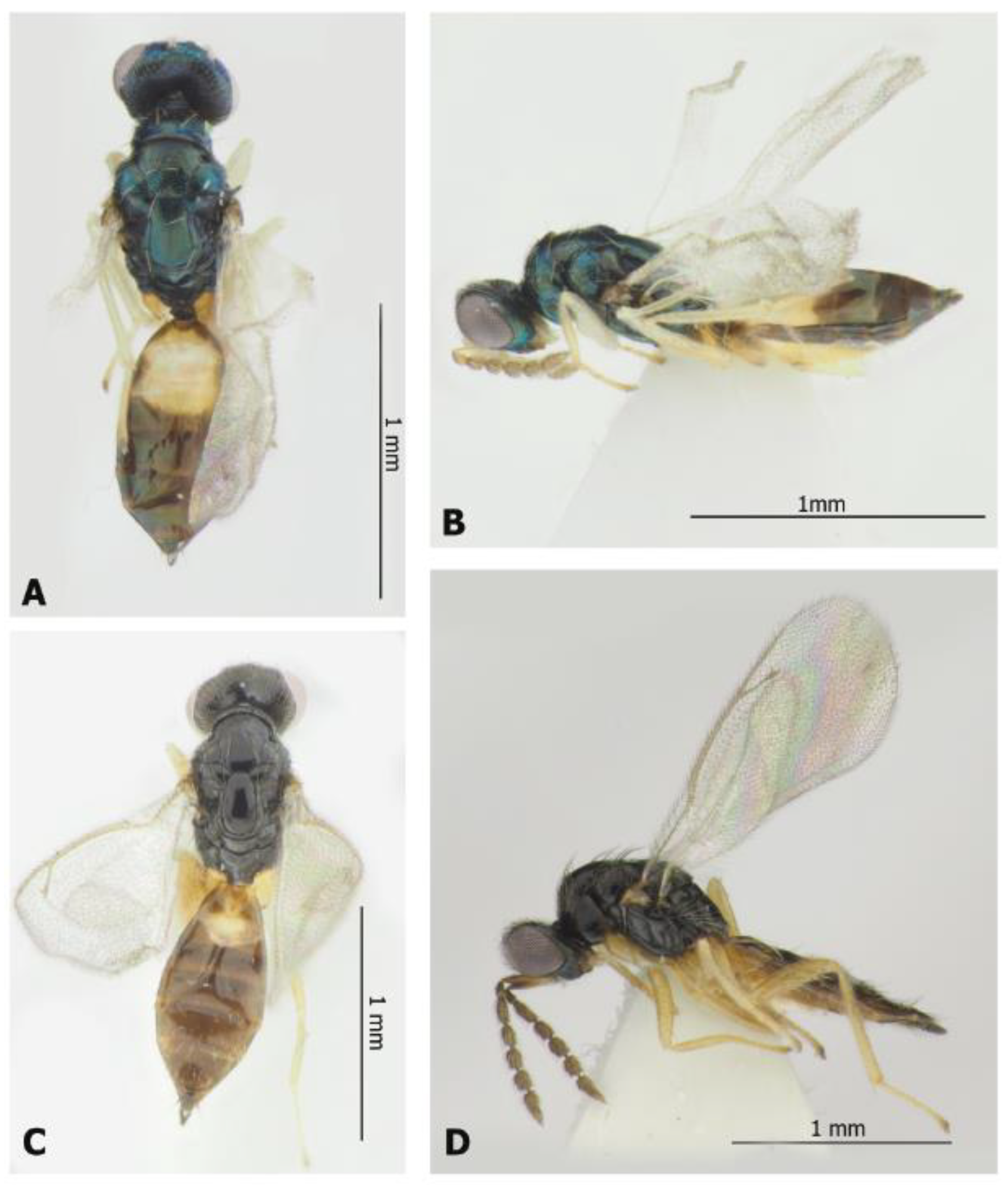 Diversity 14 00707 g005