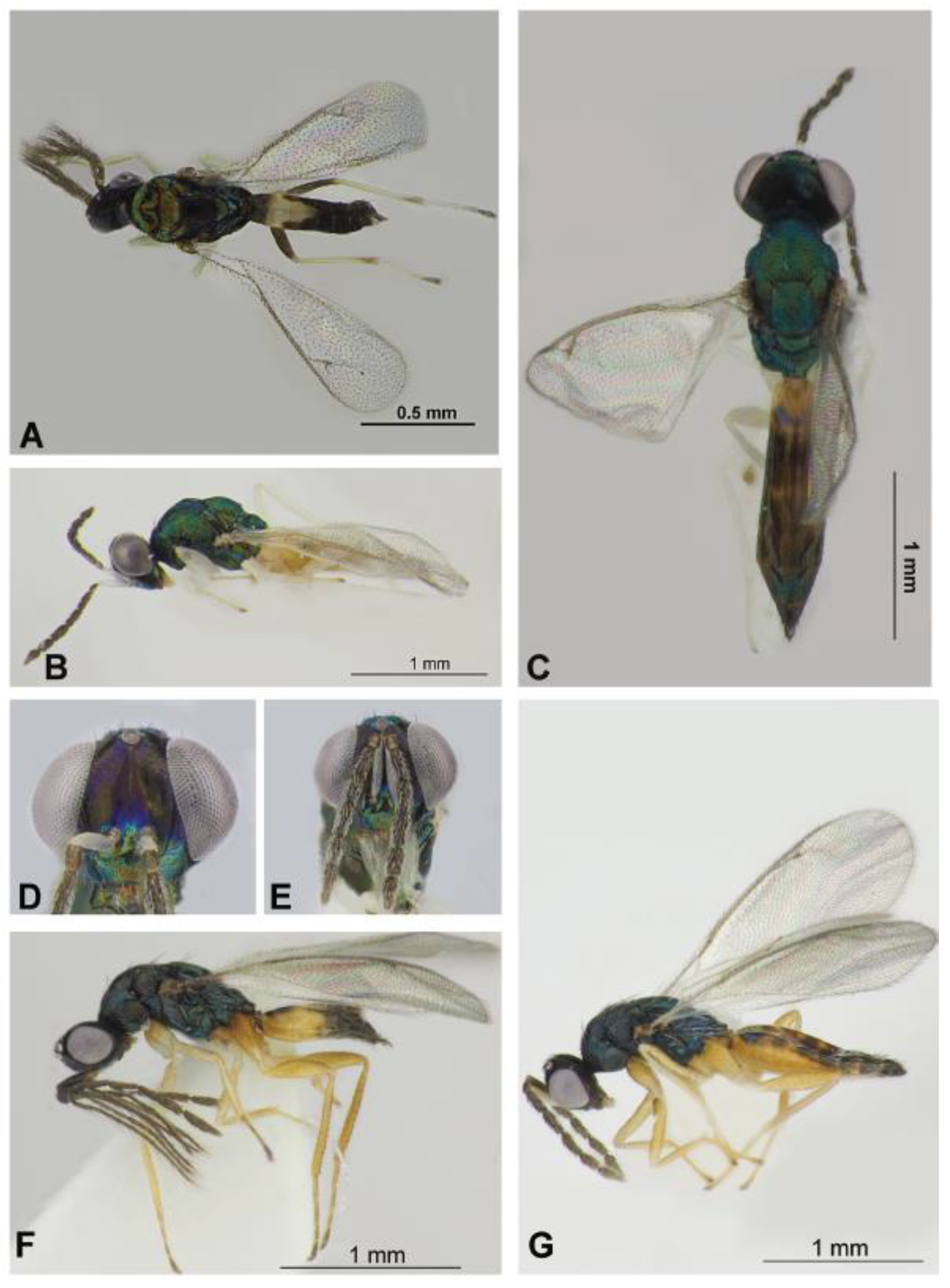 Diversity 14 00707 g006