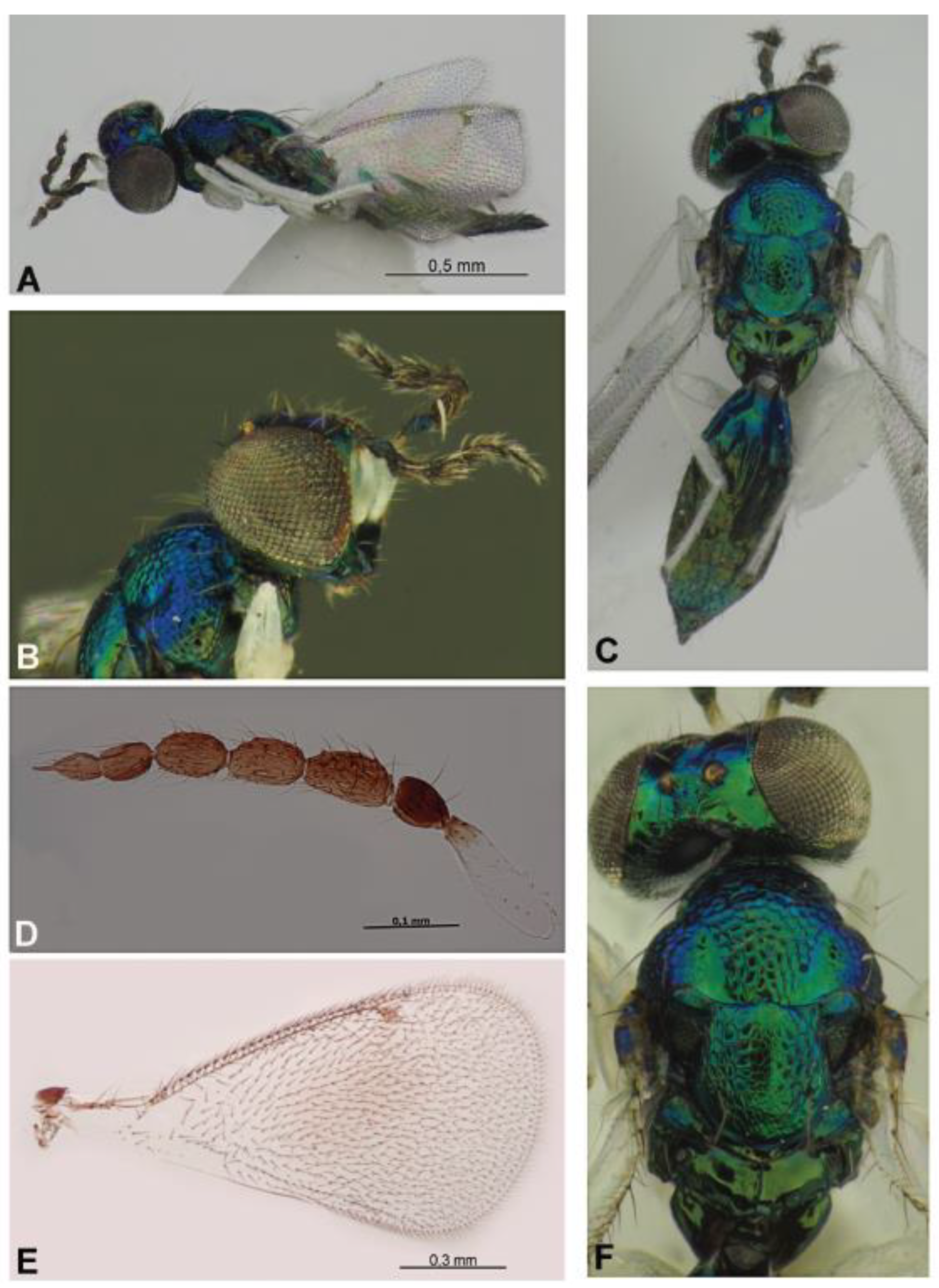 Diversity 14 00707 g009