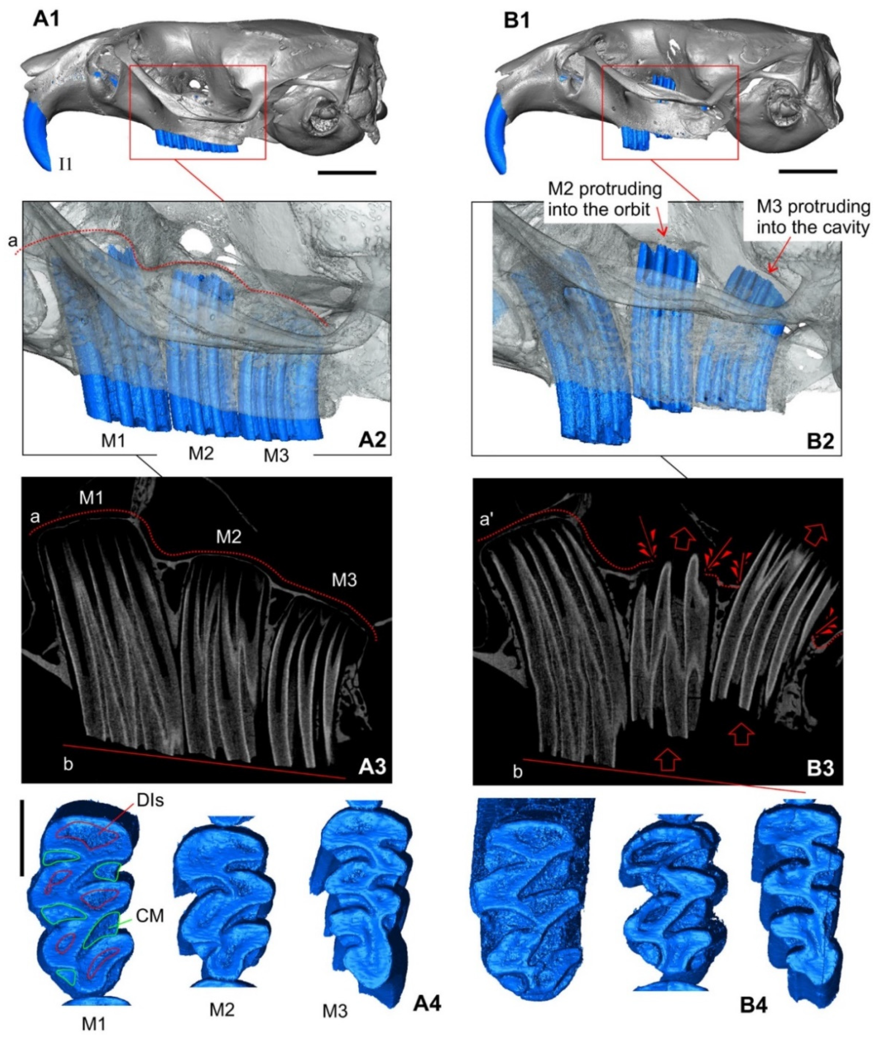 Diversity 14 00709 g004 Diversity 14 00709 g004