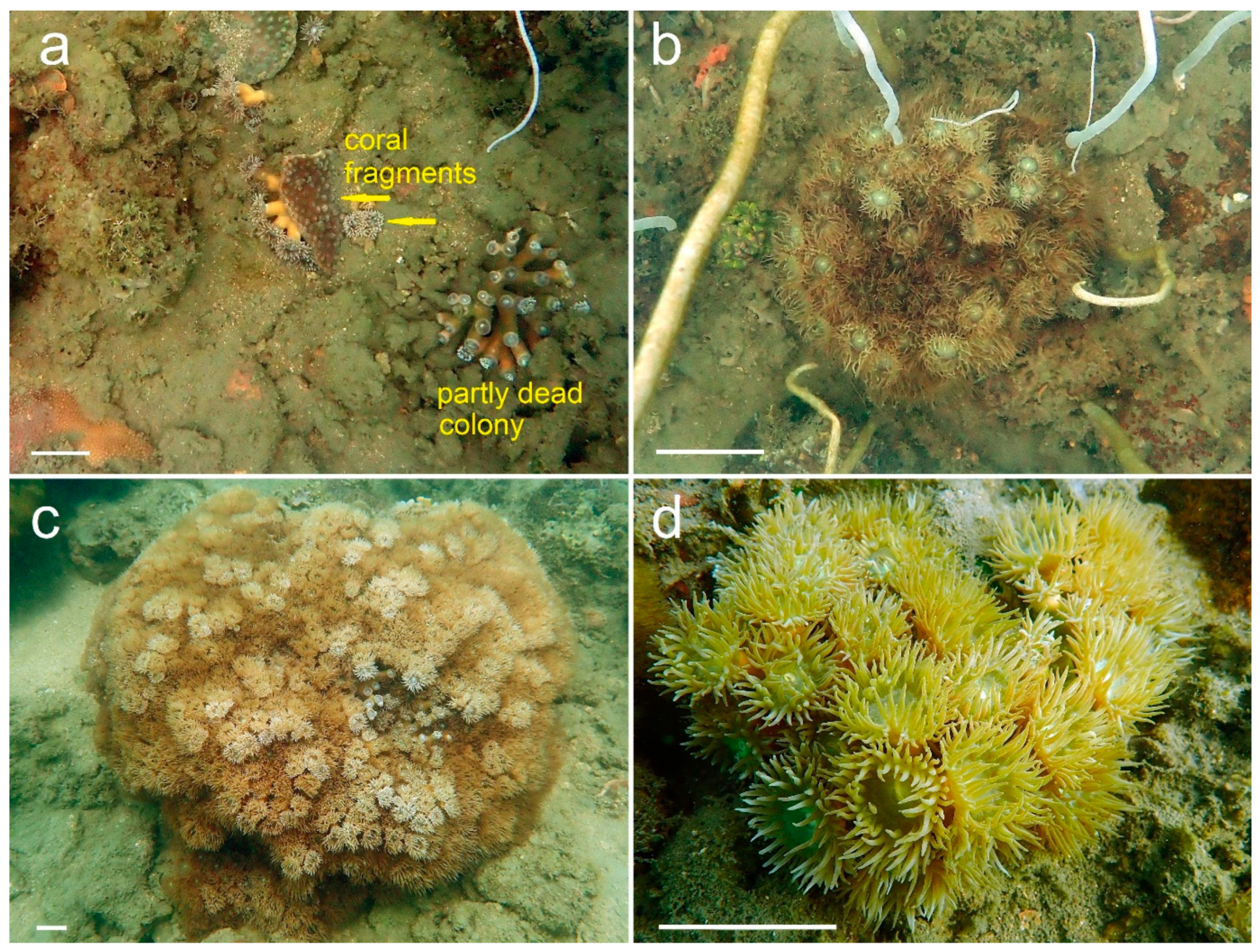 Diversity 14 00713 g002