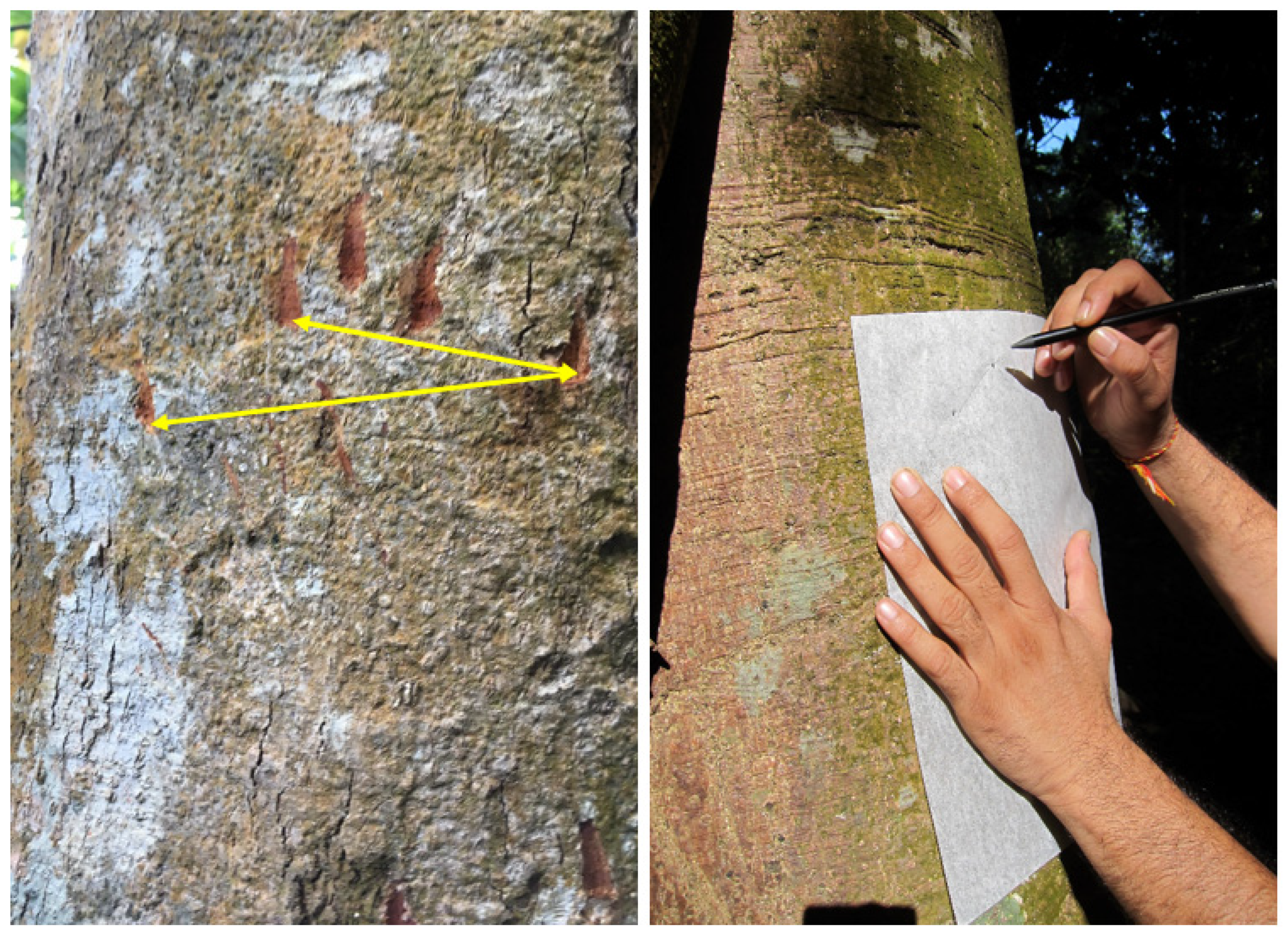 Diversity 14 00717 g003