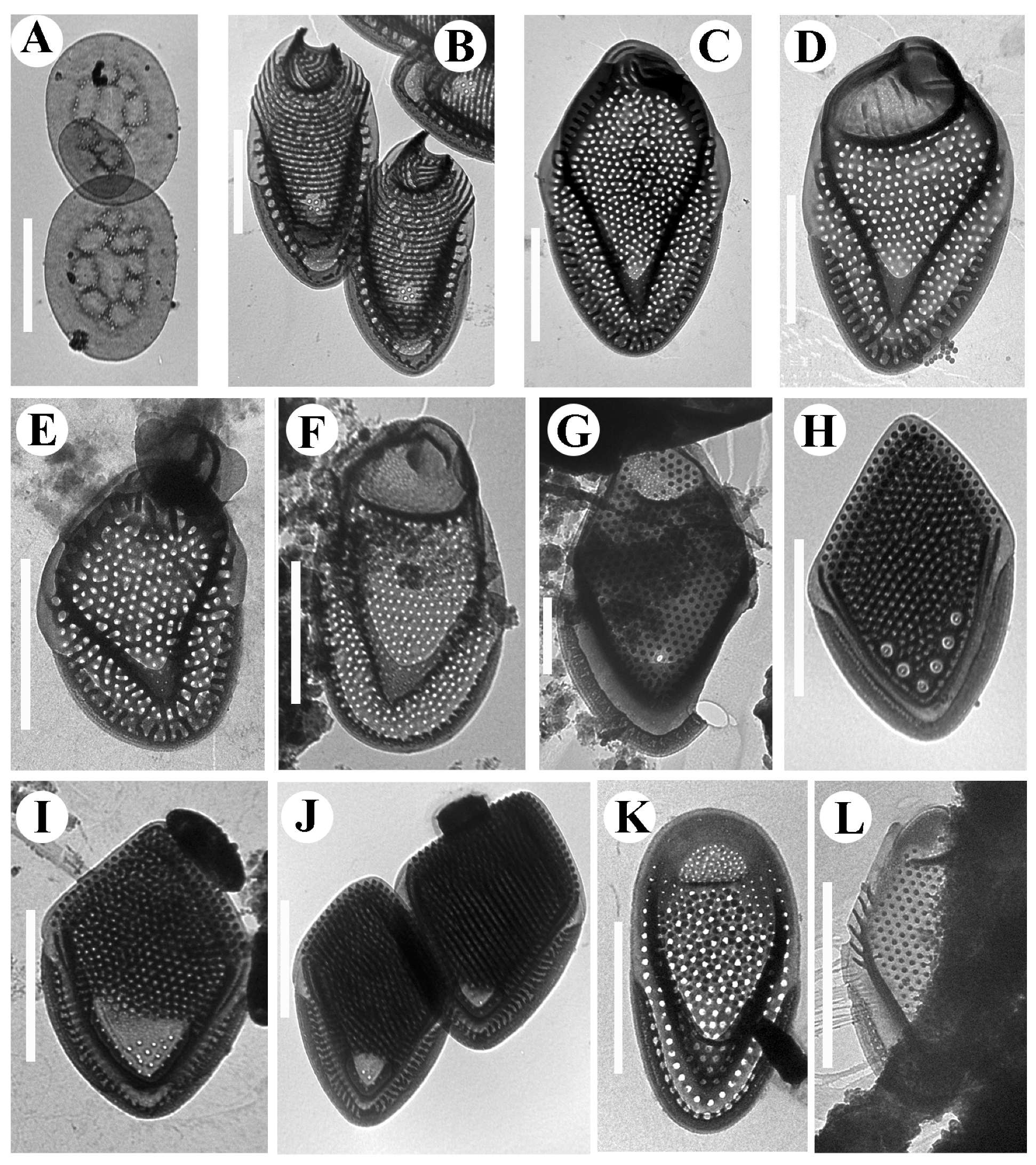 Diversity 14 00726 g003