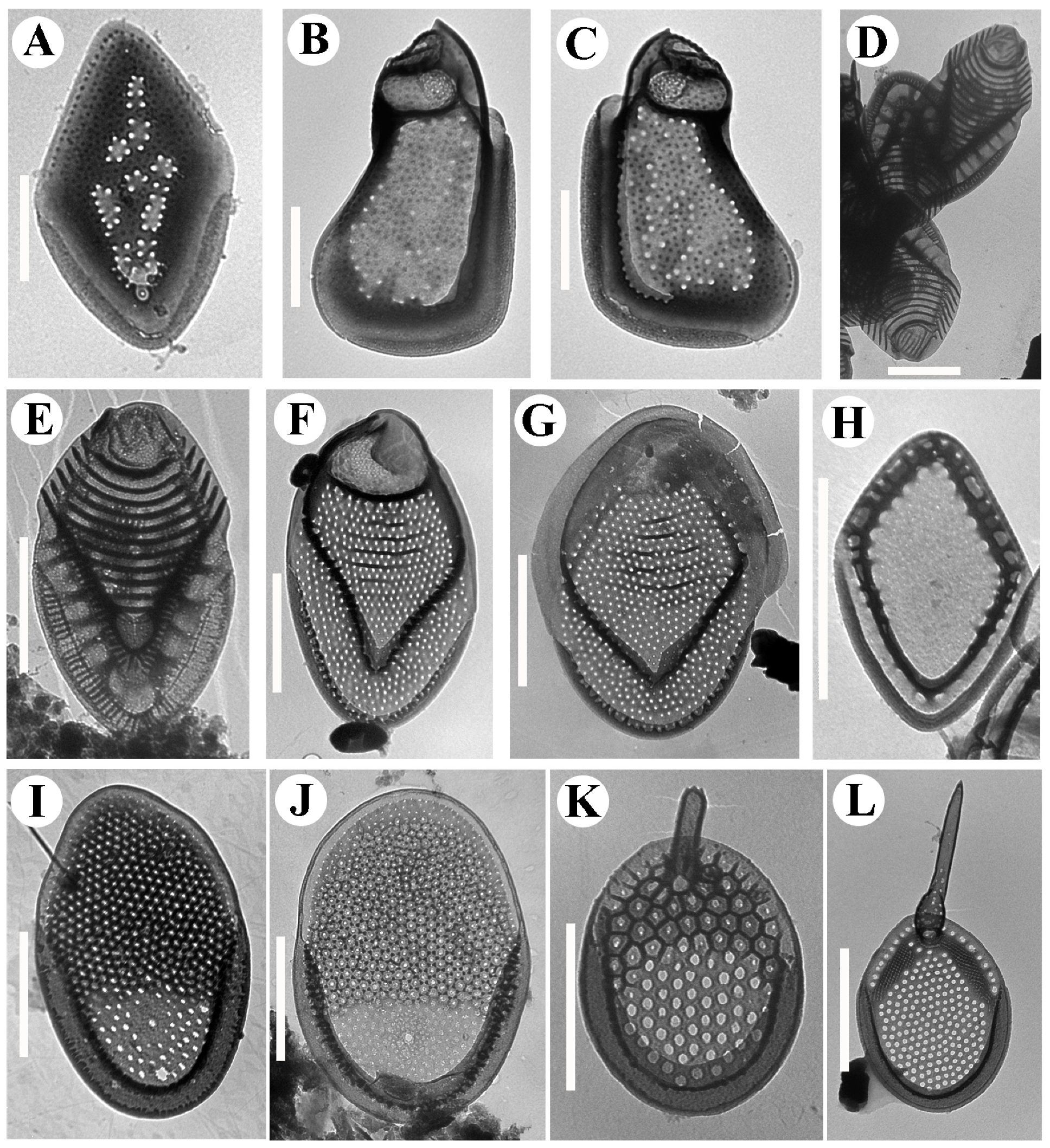 Diversity 14 00726 g004