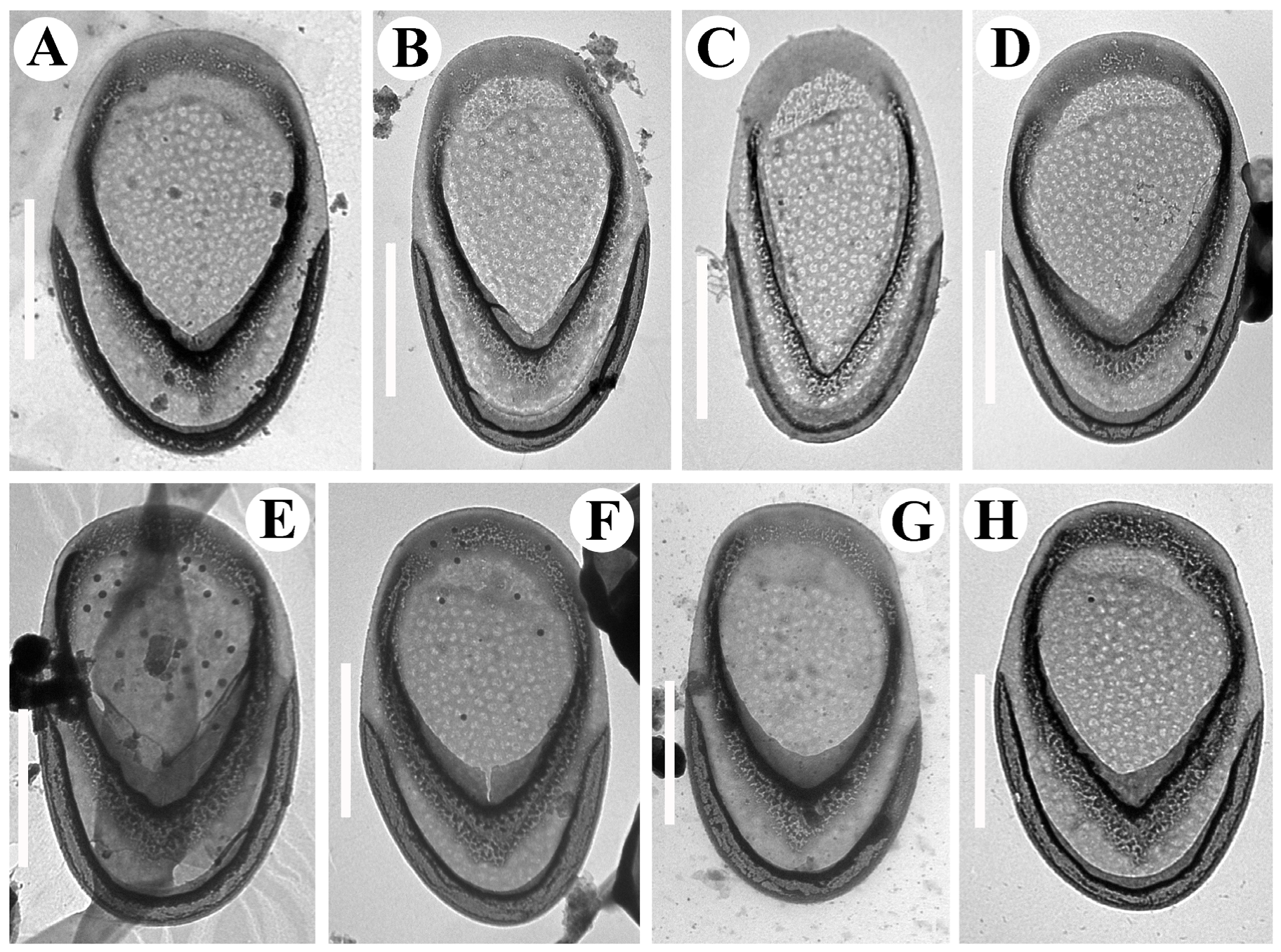 Diversity 14 00726 g006