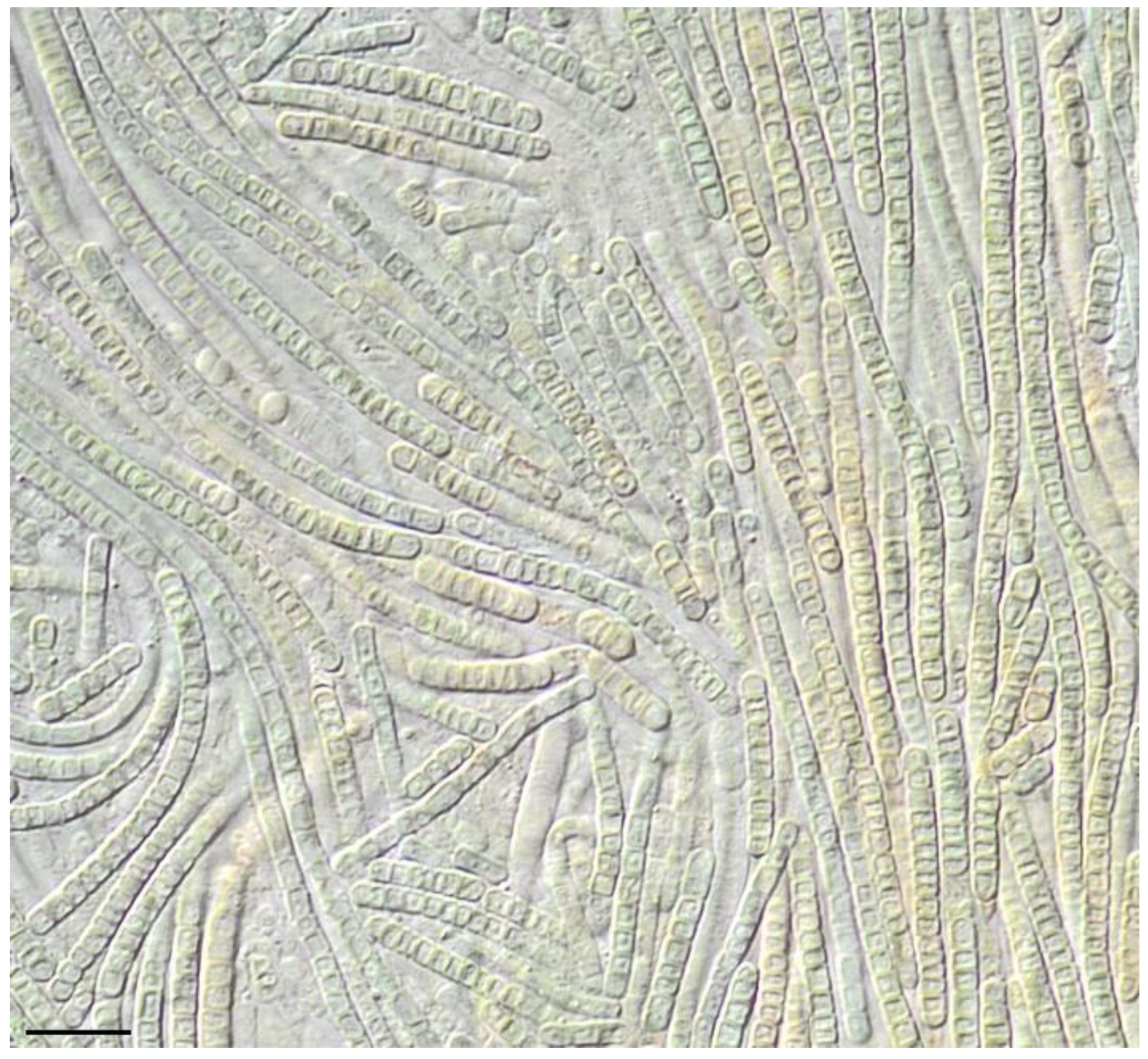 Diversity 14 00731 g007 550