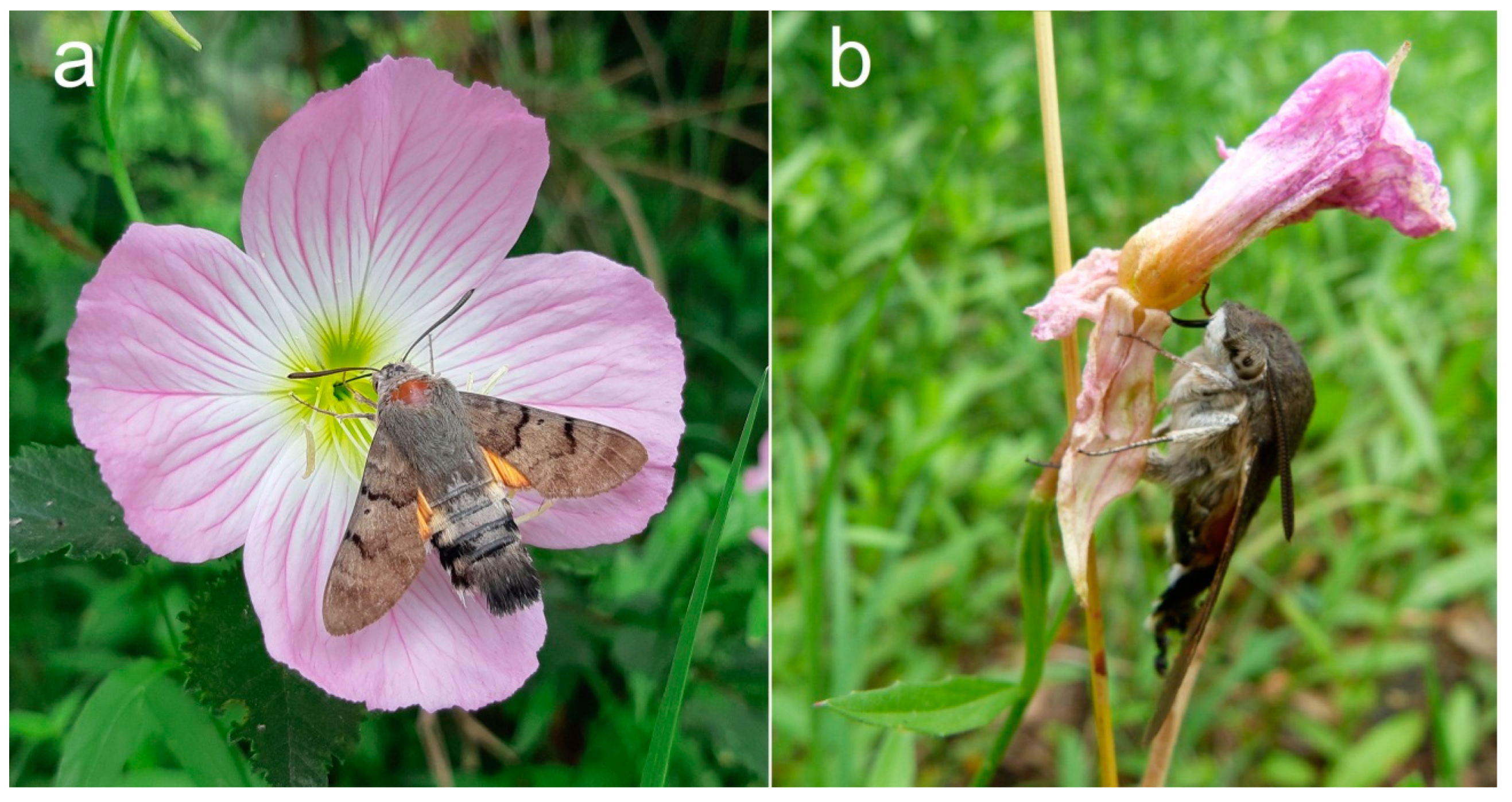 Diversity | Free Full-Text | The Spreading in Europe of the Non-Indigenous  Species Oenothera speciosa Nutt. Might Be a Threat to the Autochthonous  Moth Macroglossum stellatarum (Linnaeus, 1758)? A New Case Study