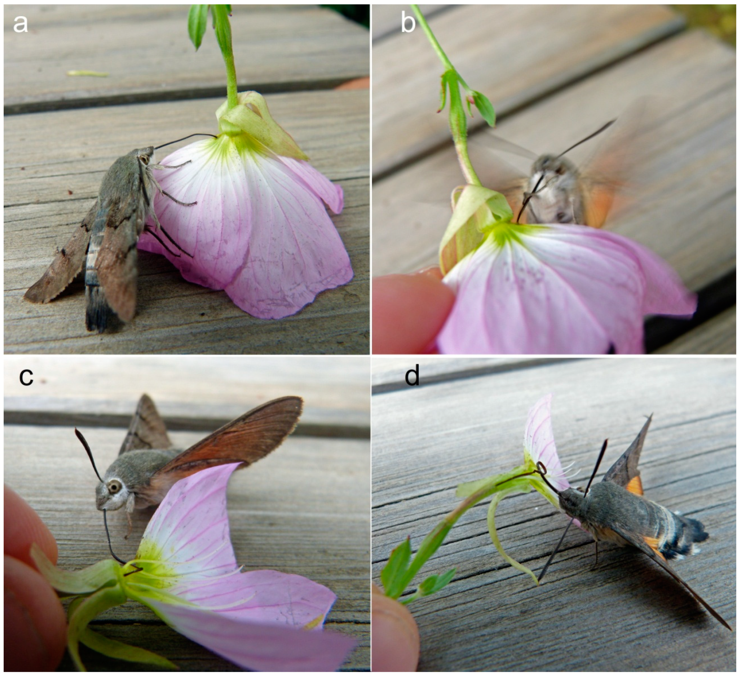 Diversity 14 00743 g002