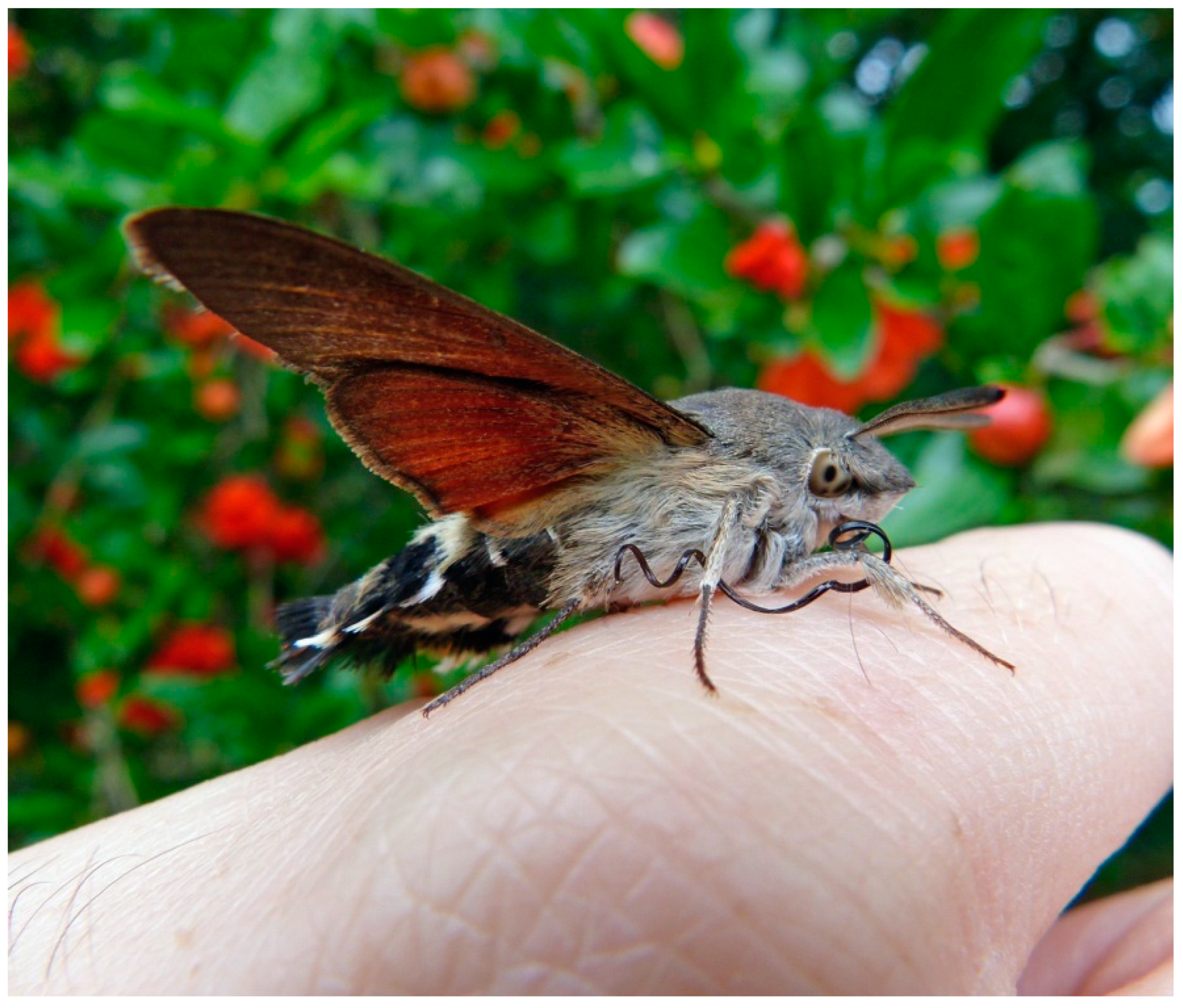 Diversity 14 00743 g004