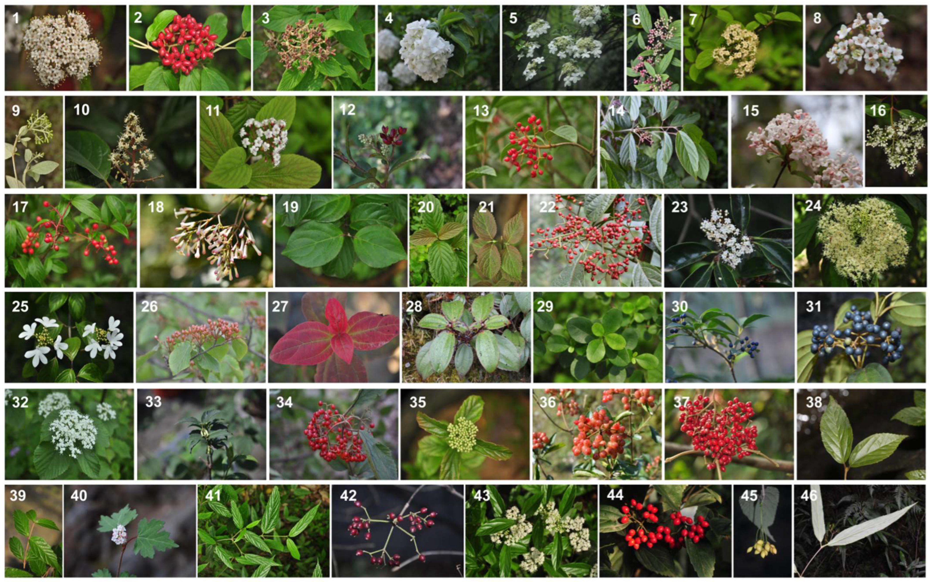 Diversity 14 00744 g001 550