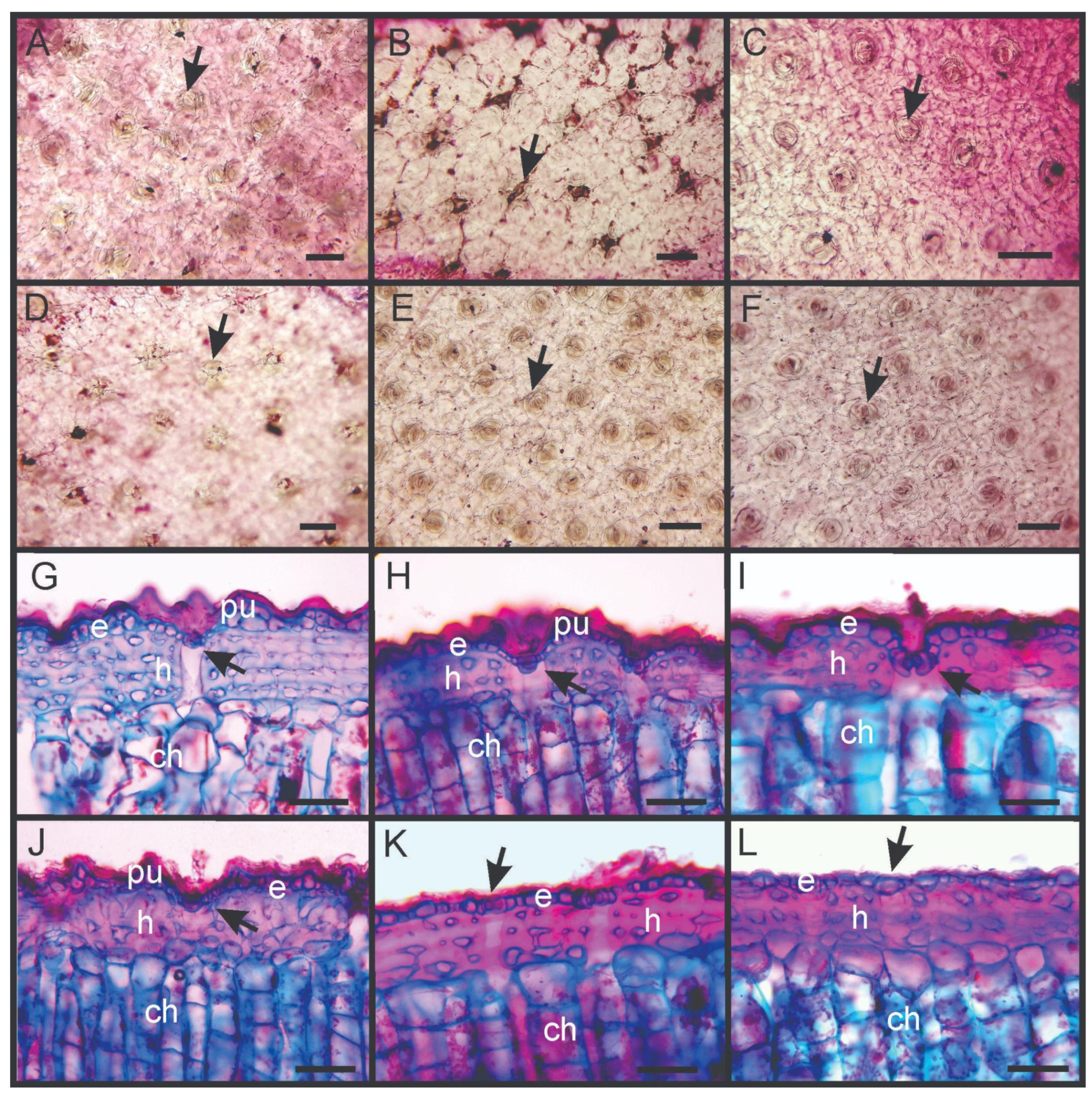 Diversity 14 00749 g004
