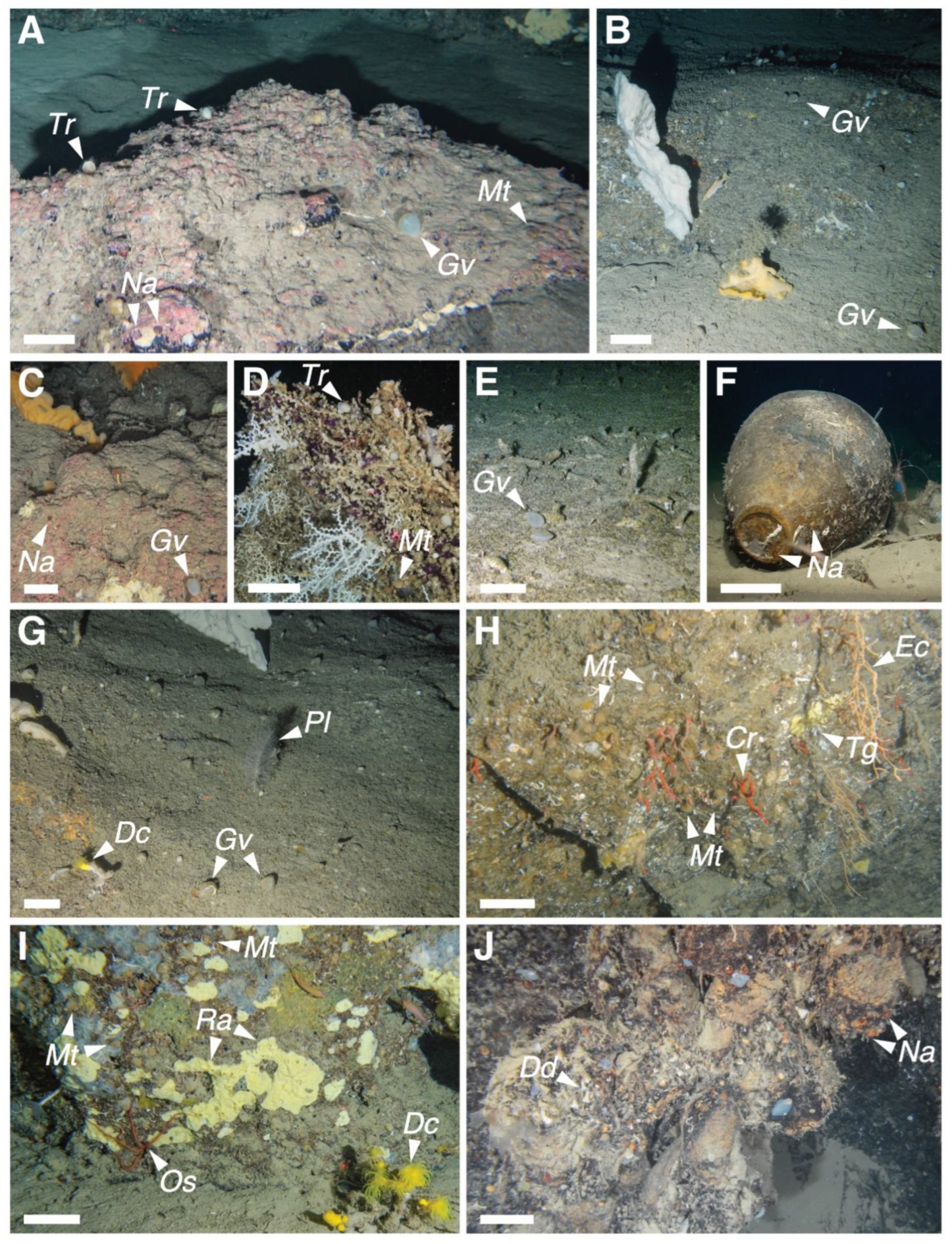 Diversity 14 00753 g003 Diversity 14 00753 g003