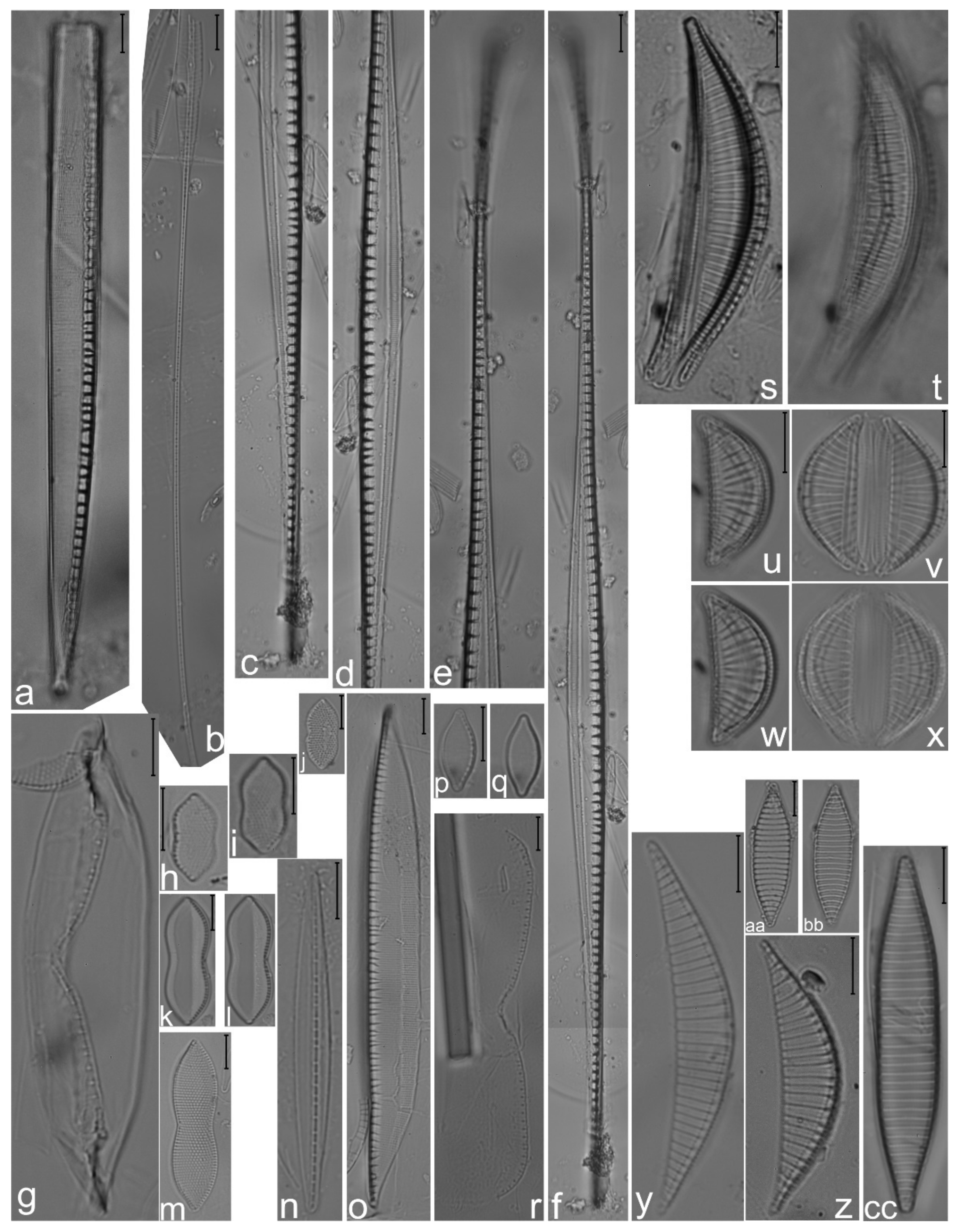 Diversity 14 00758 g029