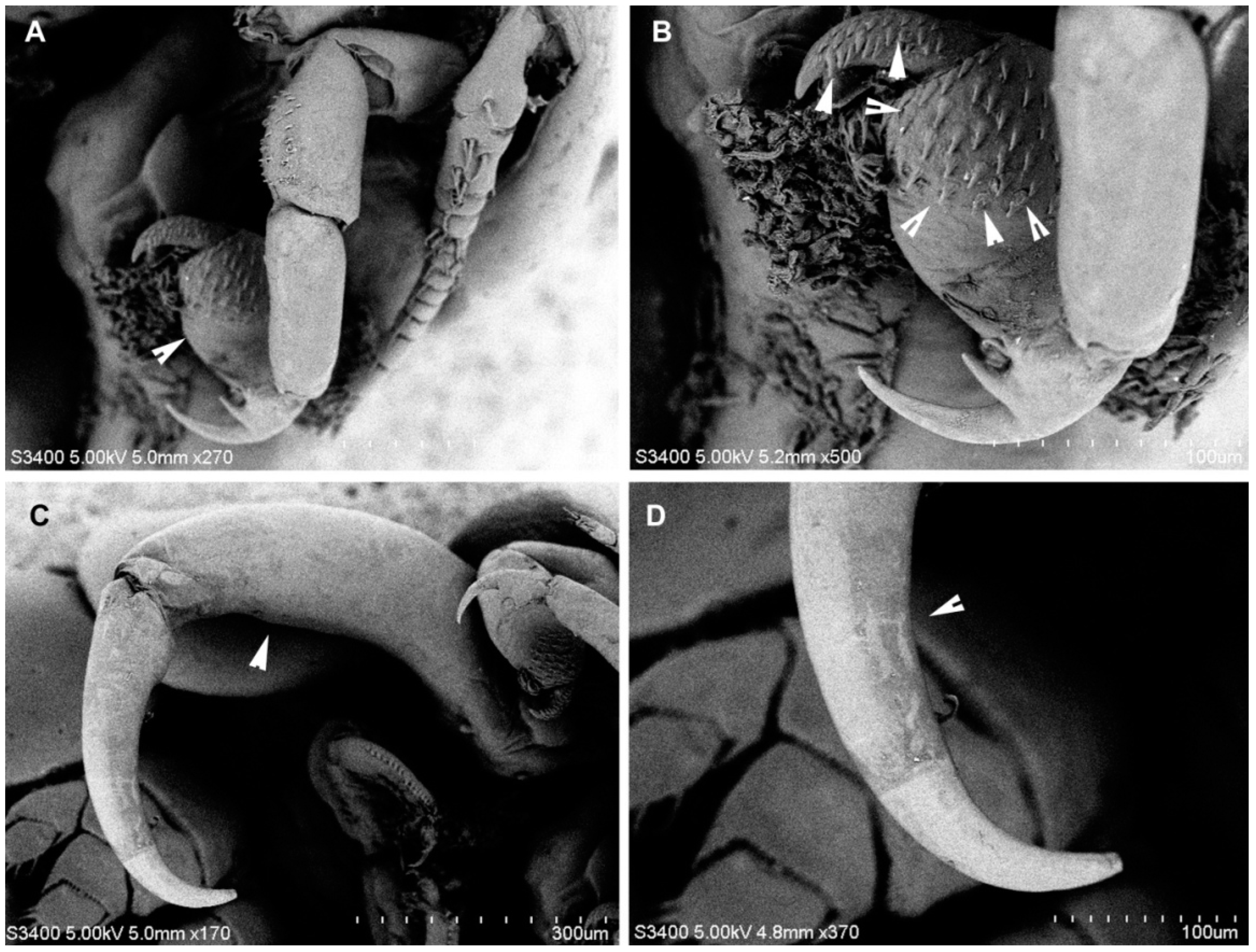 Diversity 14 00759 g005